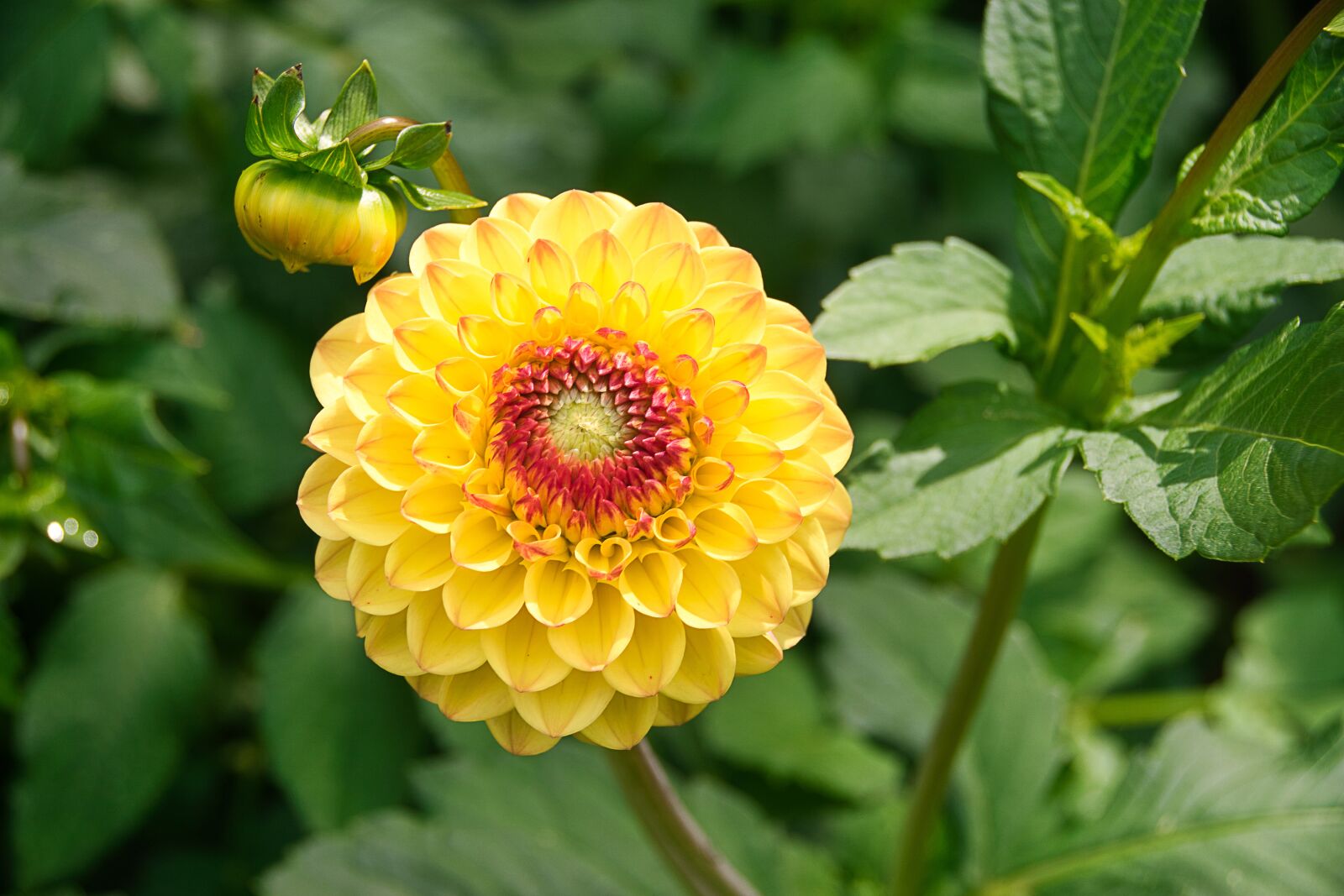 Sony ILCA-77M2 sample photo. Dahlia, red, yellow photography