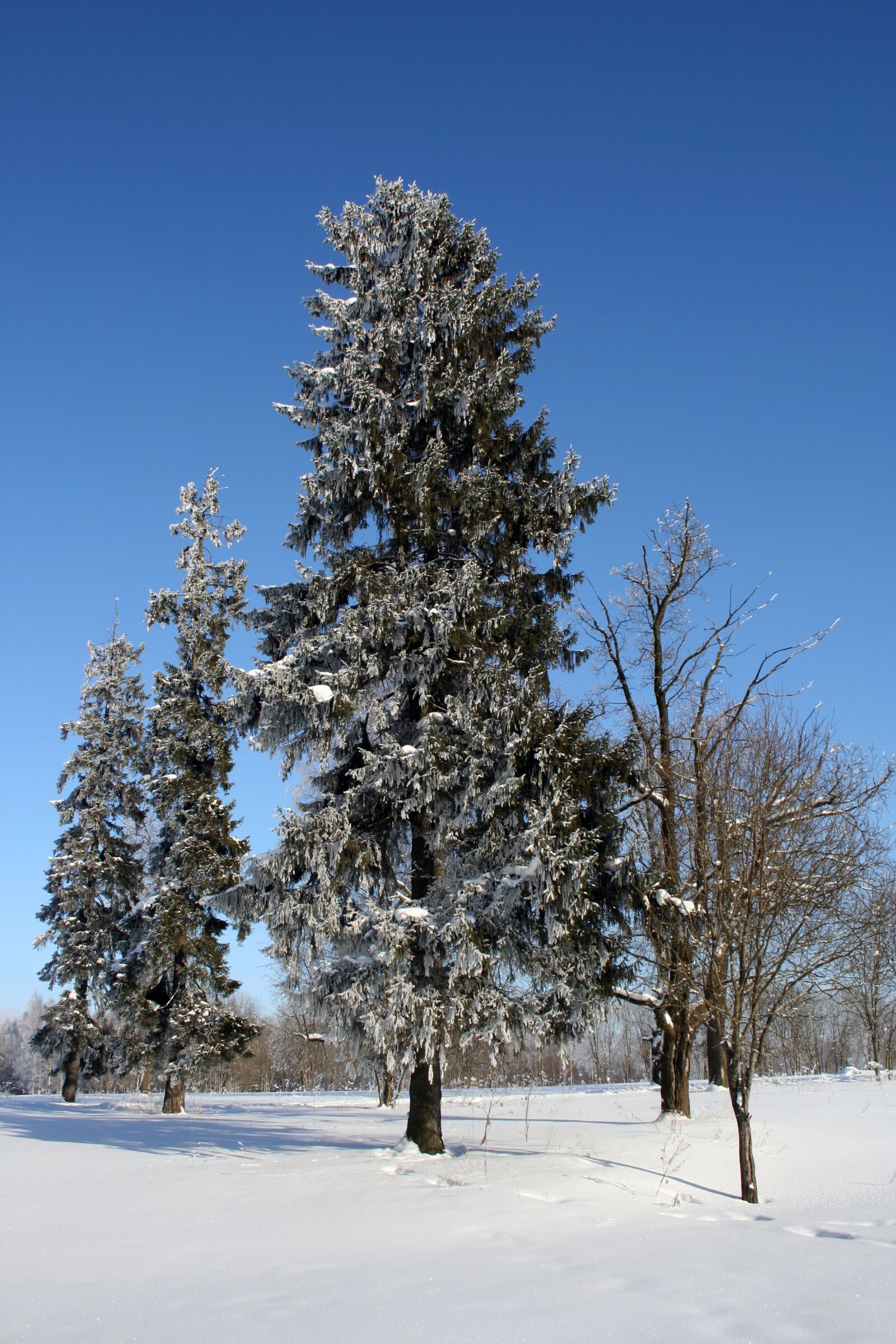 Canon EOS 350D (EOS Digital Rebel XT / EOS Kiss Digital N) sample photo. Russian winter, winter, zimushka photography