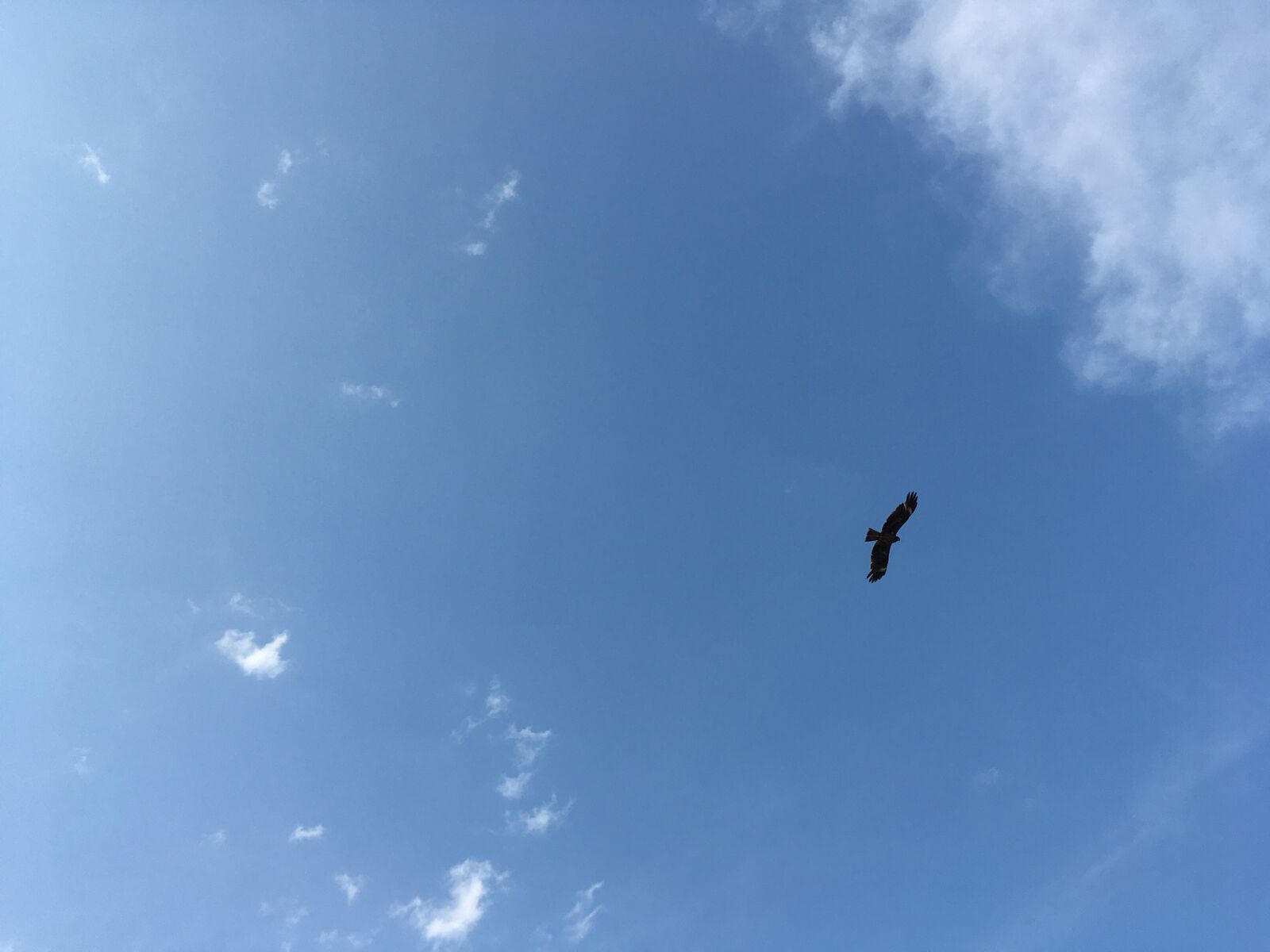 iPhone SE back camera 4.15mm f/2.2 sample photo. Sky, bird, natural photography