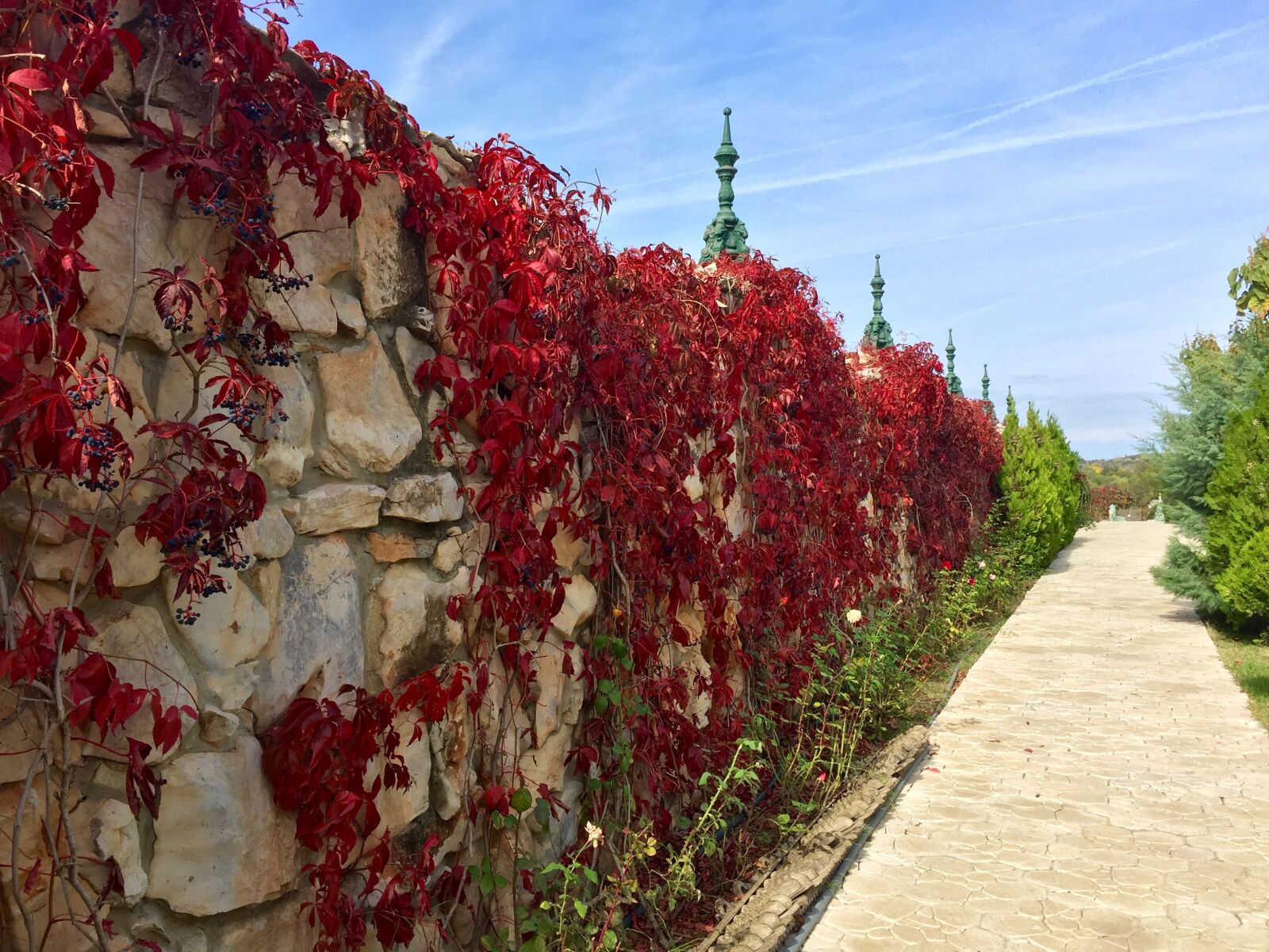 iPhone 6 Plus back camera 4.15mm f/2.2 sample photo. Fence, the bushes, nature photography