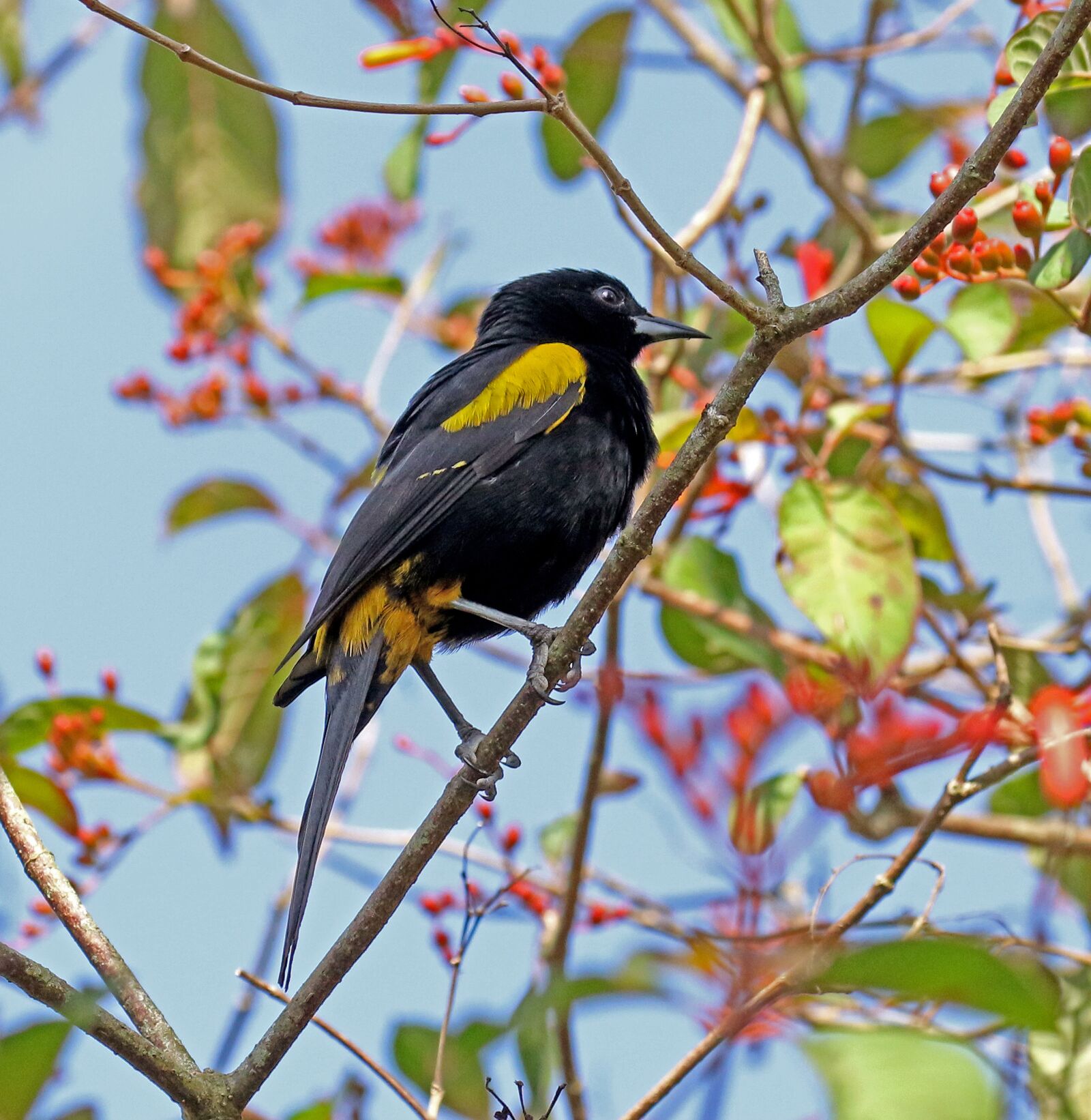 Canon EOS 7D Mark II sample photo. Cuban oriole, cuba, yellow photography