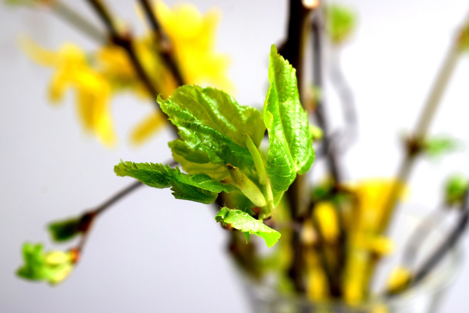 Nikon D3300 sample photo. Flower, macro, nature photography