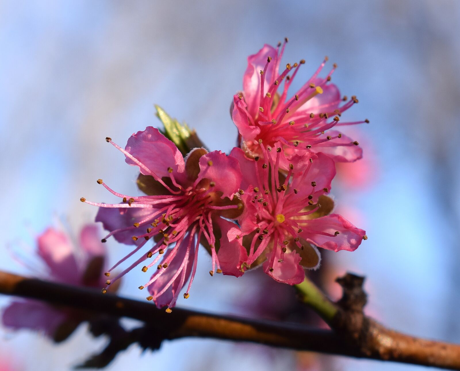 Nikon D3300 sample photo. Peach blossom, peach tree photography