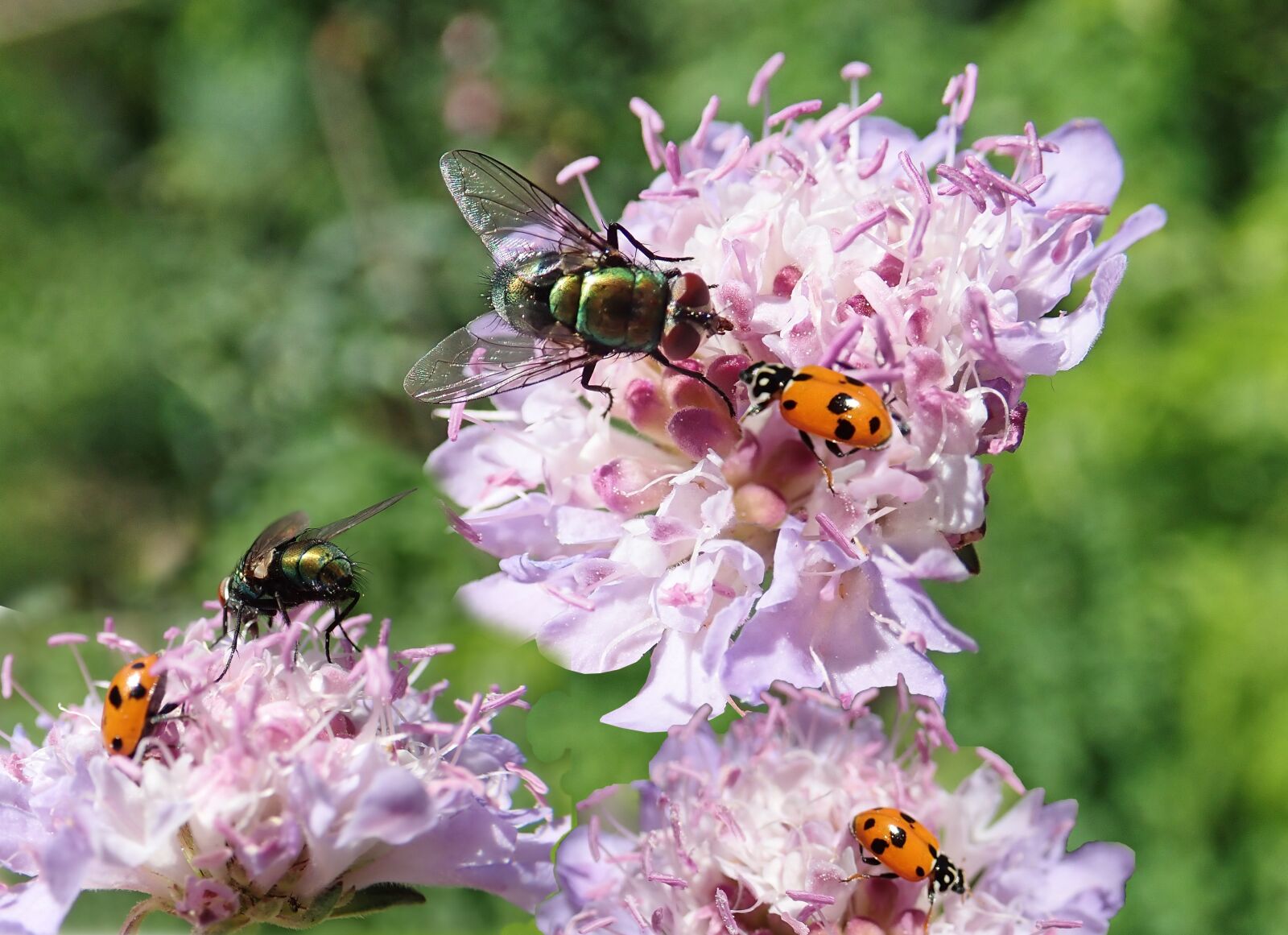 Olympus TG-5 sample photo. Insects, flies, ladybugs photography