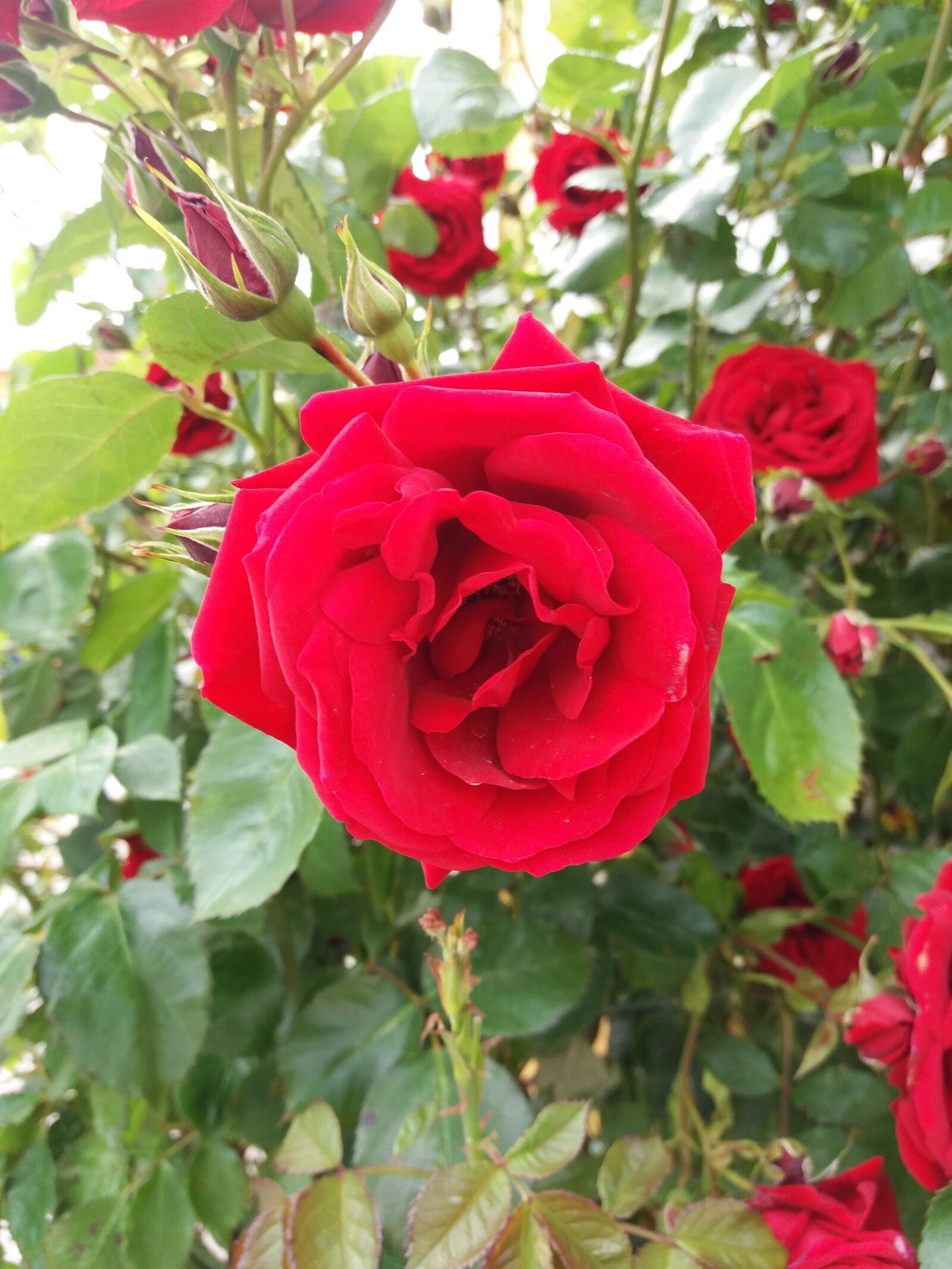 Samsung SM-J500FN sample photo. Rose, red, flower photography
