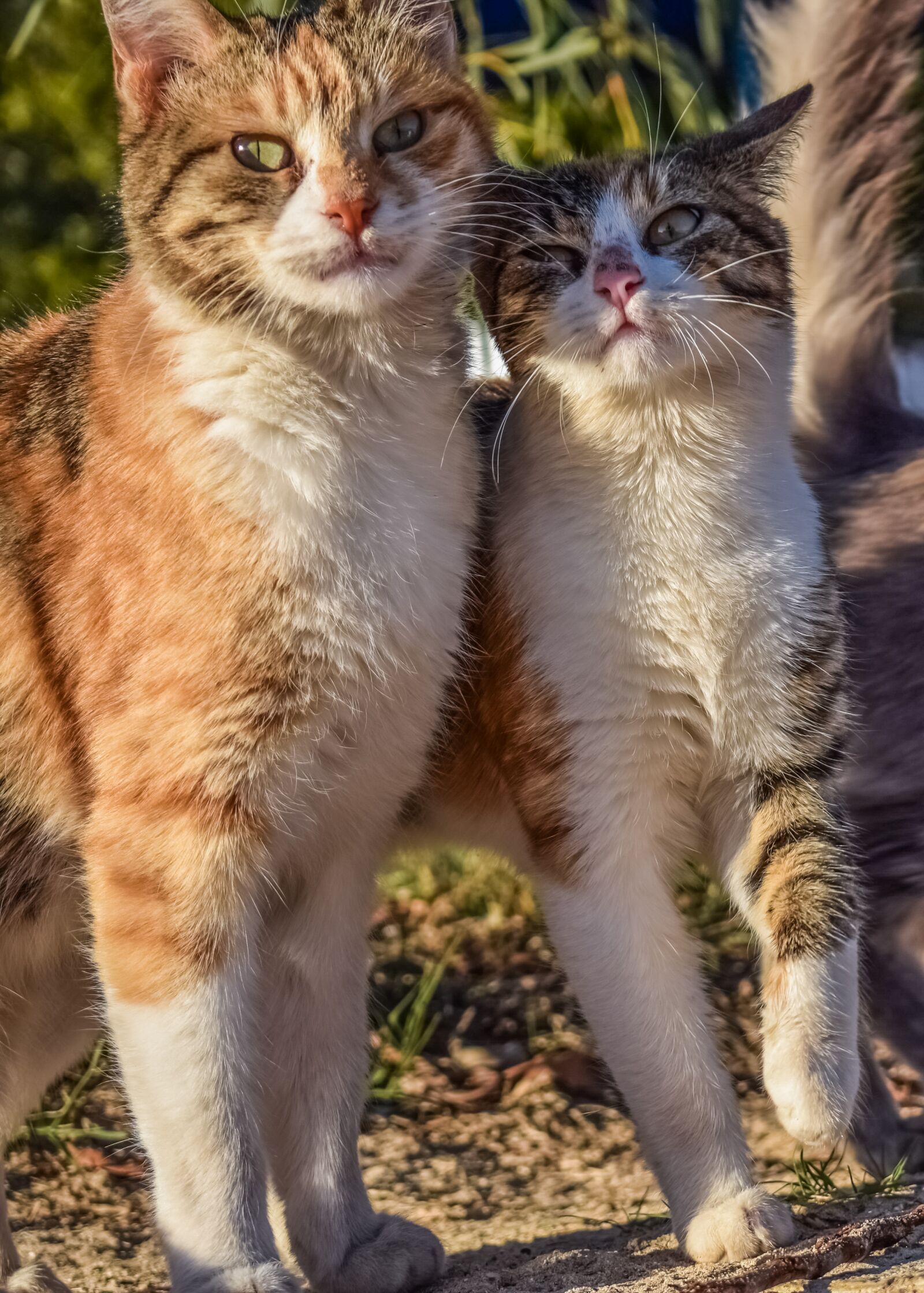 Nikon D3300 sample photo. Cats, stray, friends photography