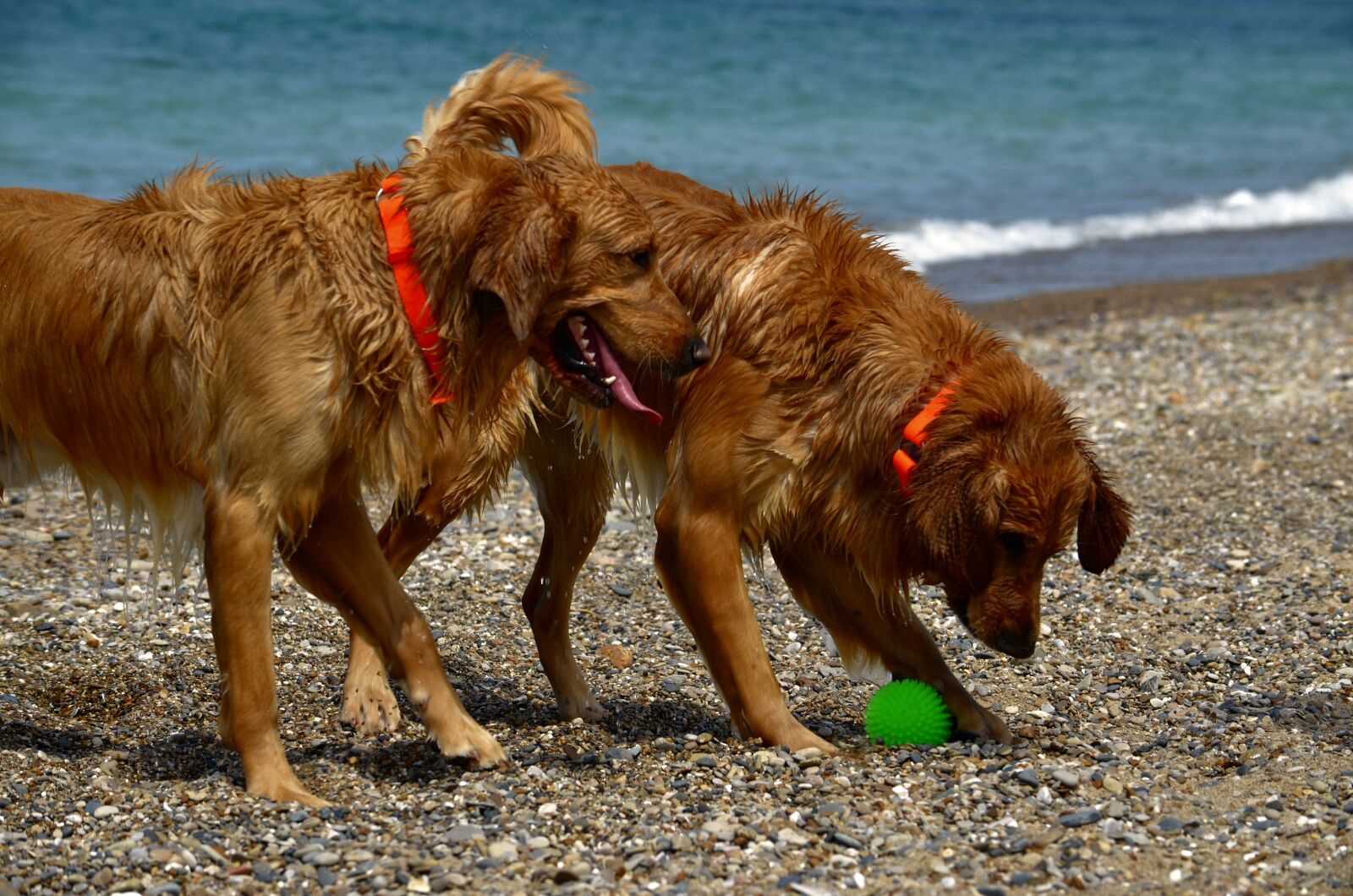 Nikon D5100 sample photo. Dogs, beach, wet photography