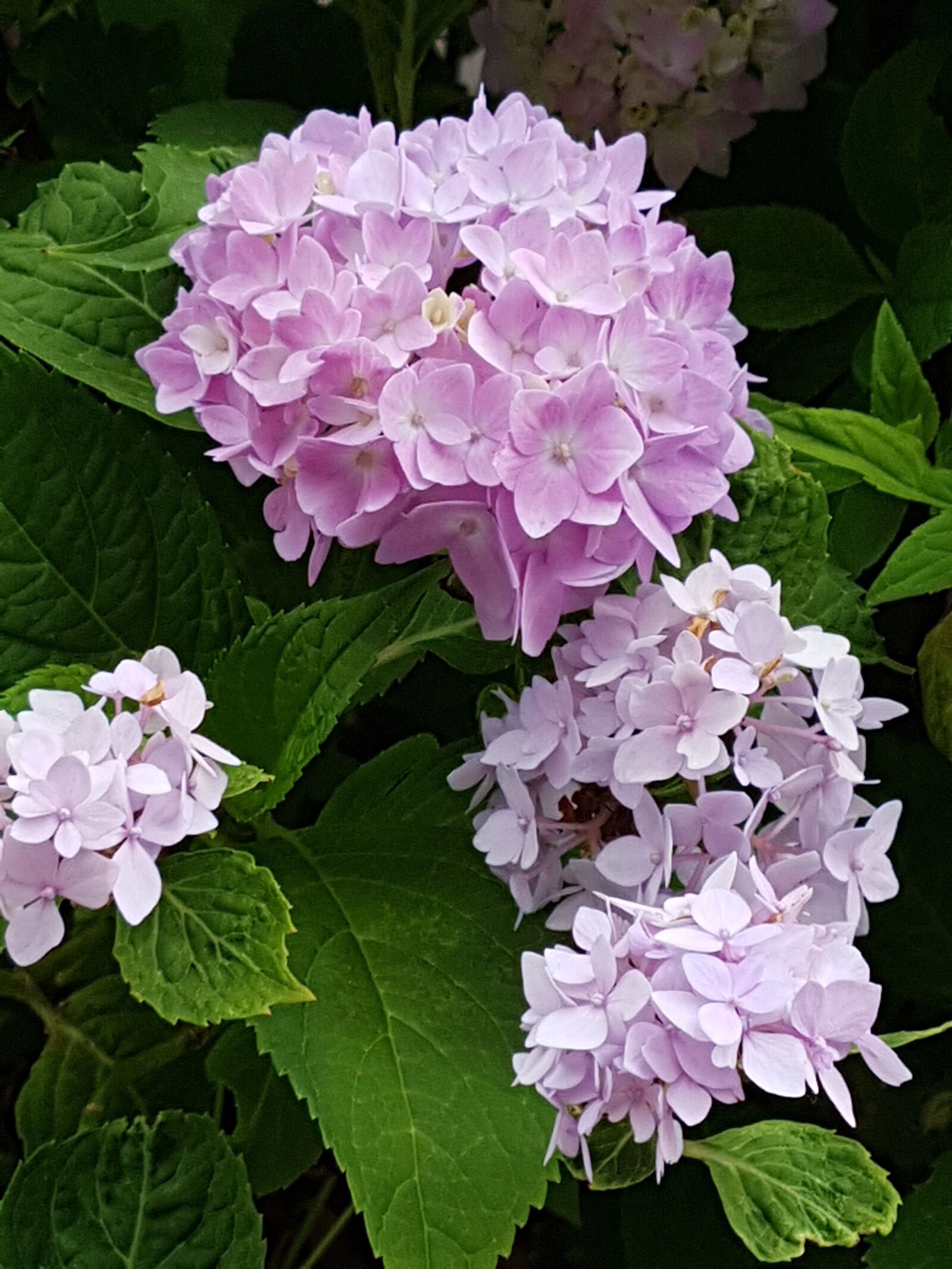 Samsung Galaxy S7 Edge sample photo. Pink, flower, plant photography