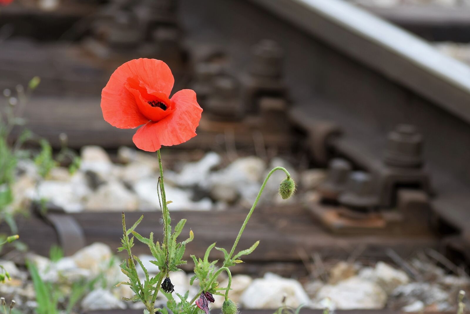 Nikon D3300 sample photo. One red poppy, compassion photography