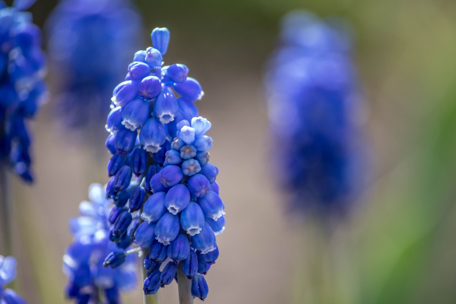 Canon EOS 200D (EOS Rebel SL2 / EOS Kiss X9) sample photo. Hyacinth mouse, viper onion photography