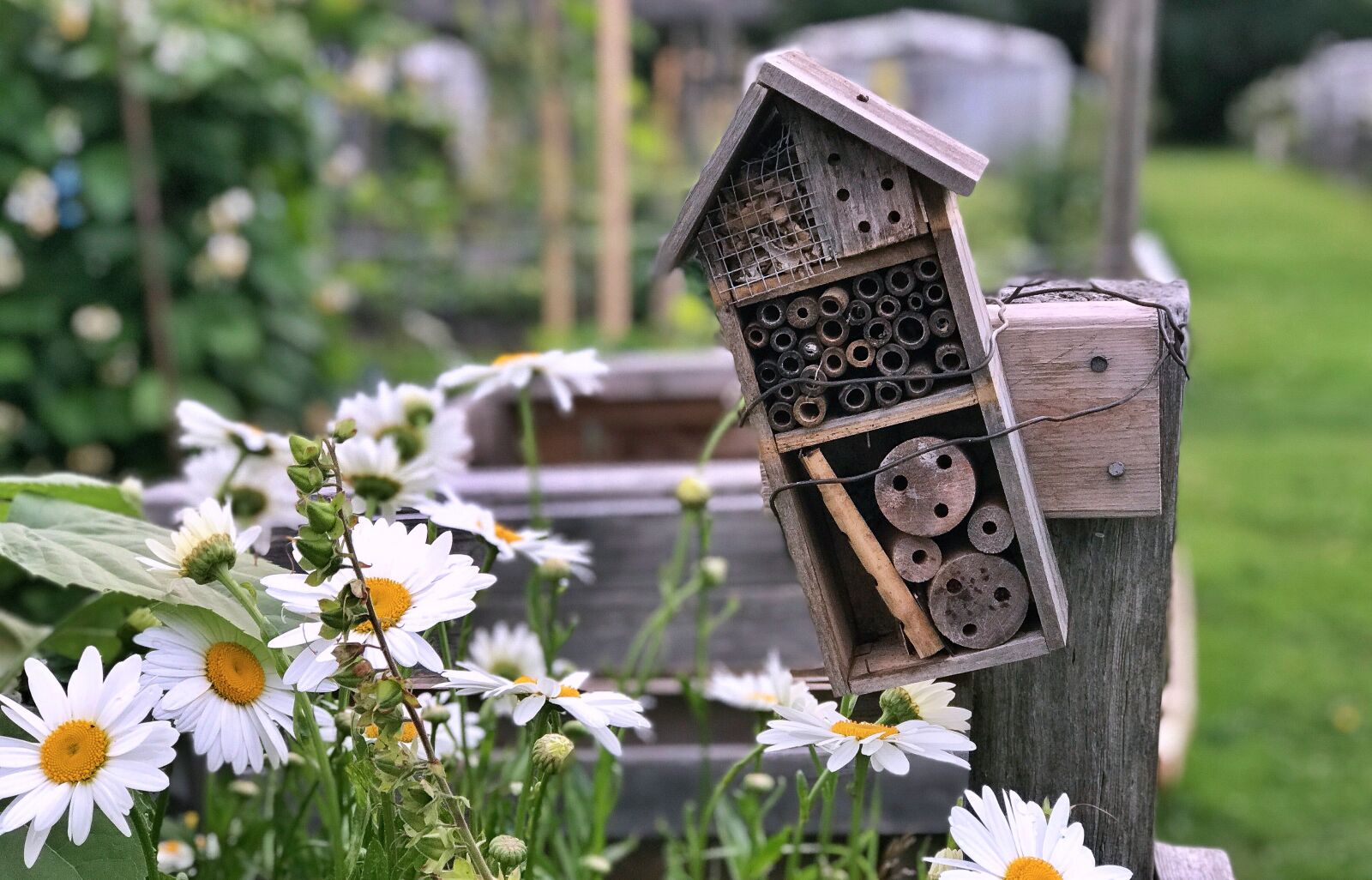 Apple iPhone 7 Plus sample photo. Daisies, mason bees, flowers photography