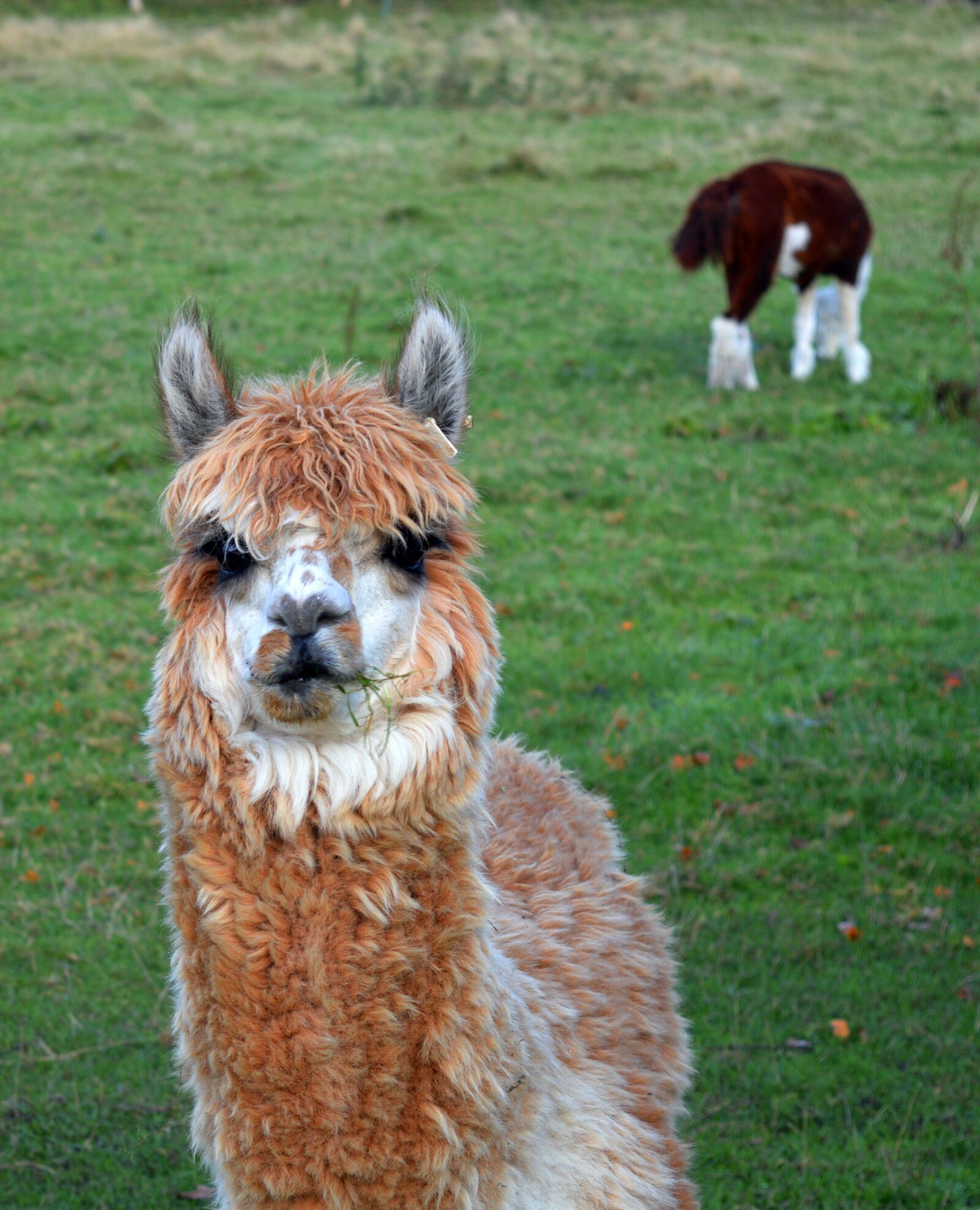 Nikon D3200 sample photo. Lama, alpaca, camel photography