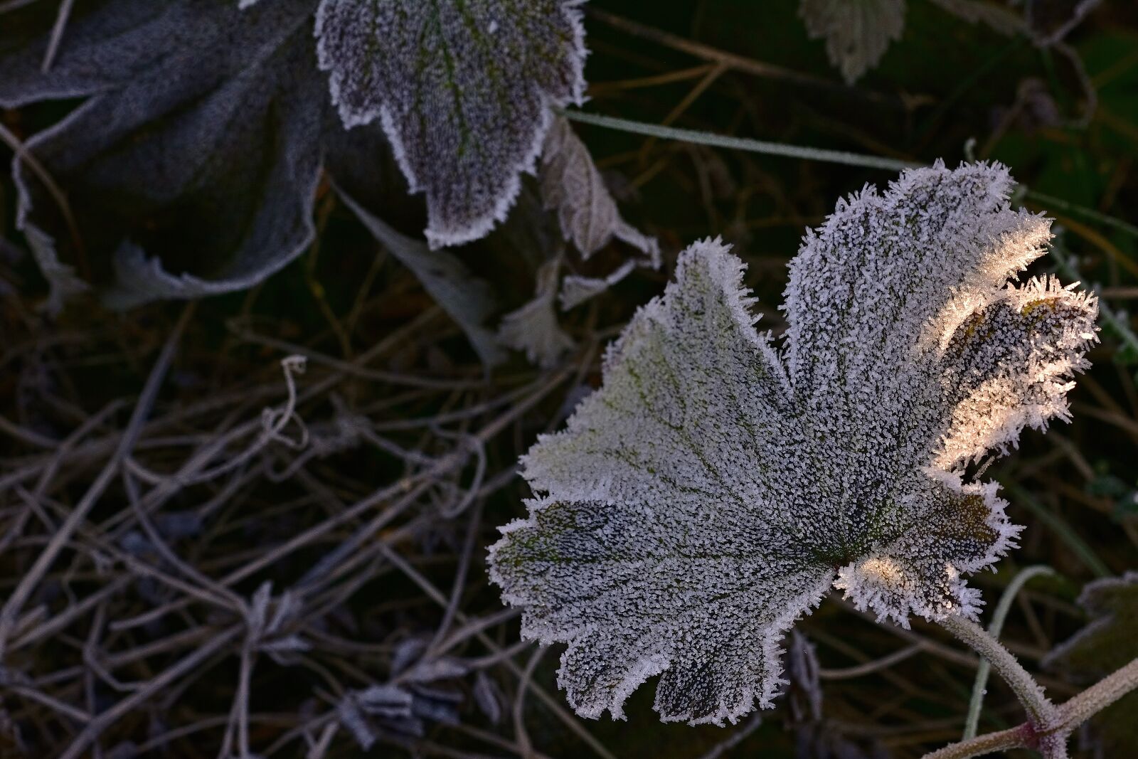 Nikon D5200 sample photo. Nature, leaf, hoarfrost photography