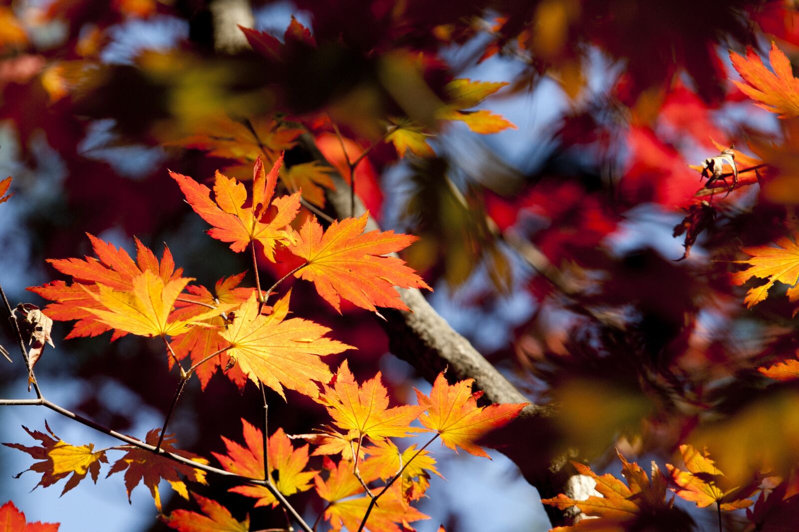 Canon EOS 5D sample photo. Autumn leaves, leaves, autumn photography