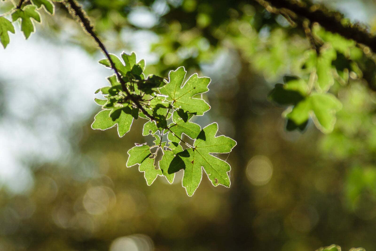 Canon EOS 7D sample photo. Acer campestre, maple, field photography