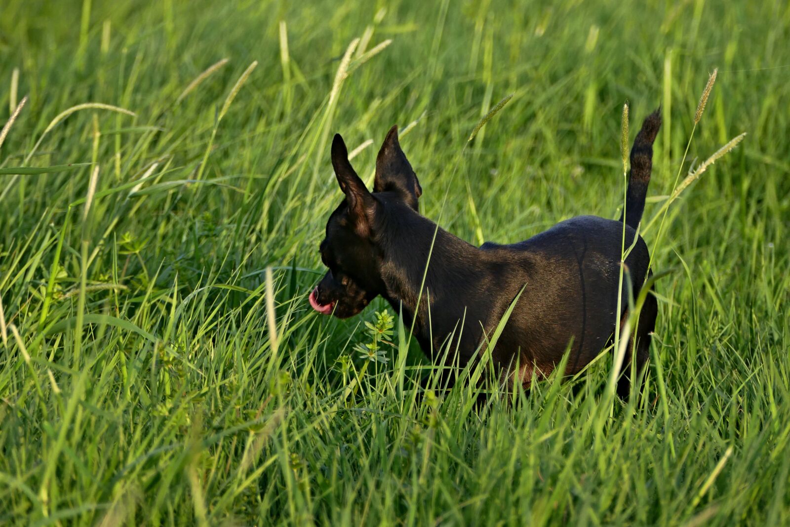 Panasonic Lumix DMC-FZ1000 sample photo. Dog, black, outdoors photography
