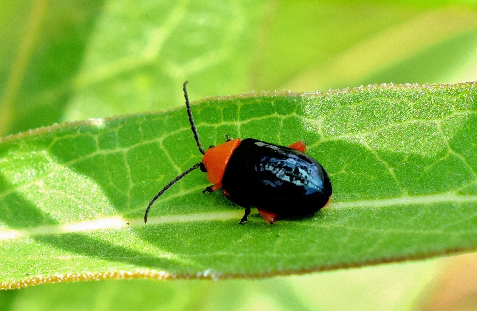 Nikon D5300 sample photo. Shiny flea beetle, beetle photography