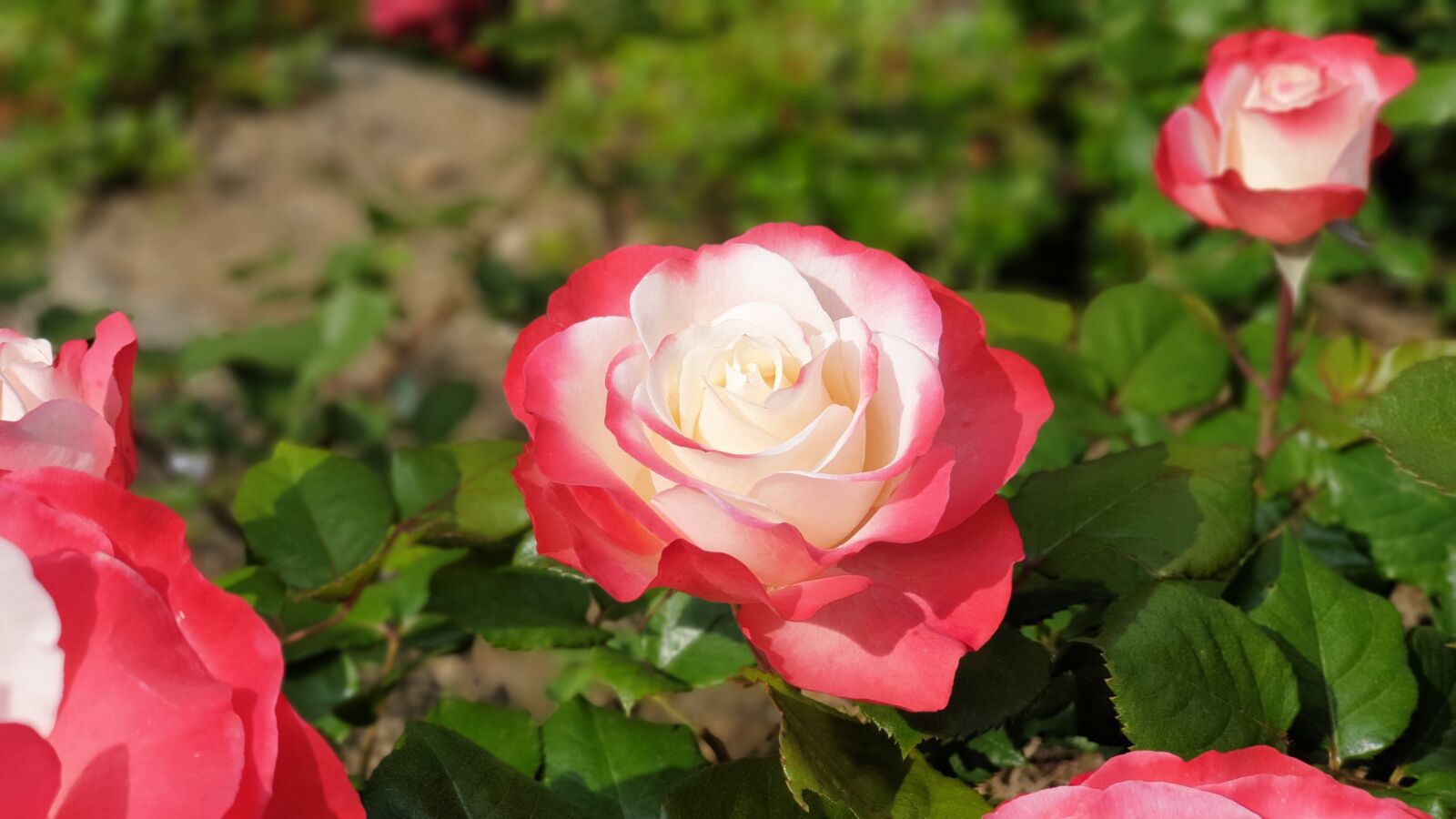 Samsung Galaxy Note9 sample photo. Flowers, rose, love photography