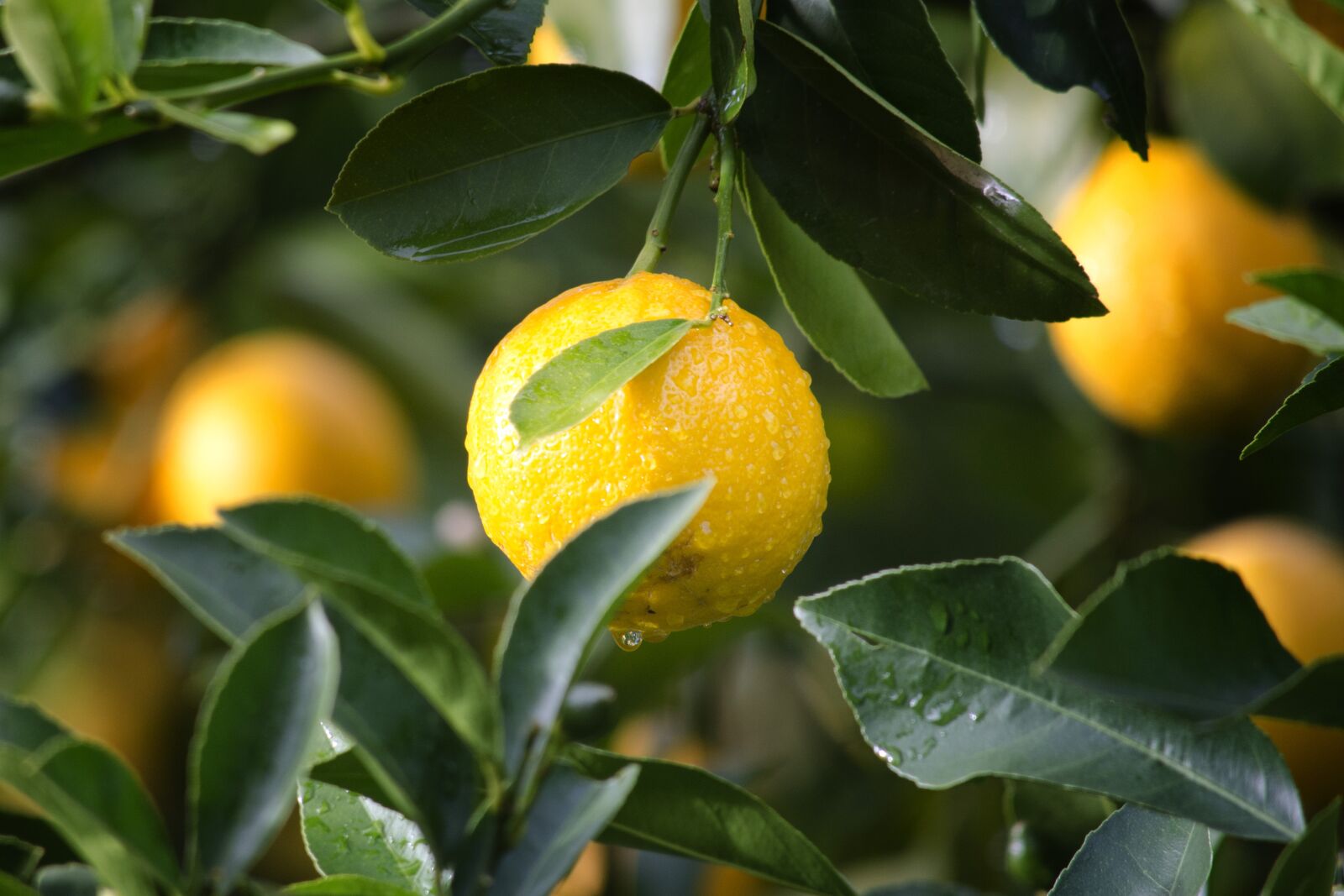 Nikon D5100 sample photo. Agriculture, lemon, fruit photography