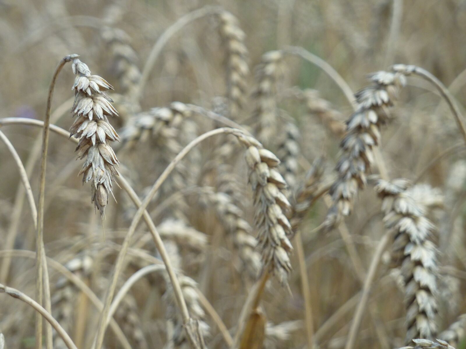 Panasonic DMC-TZ7 sample photo. Grain, wheat, cereals photography