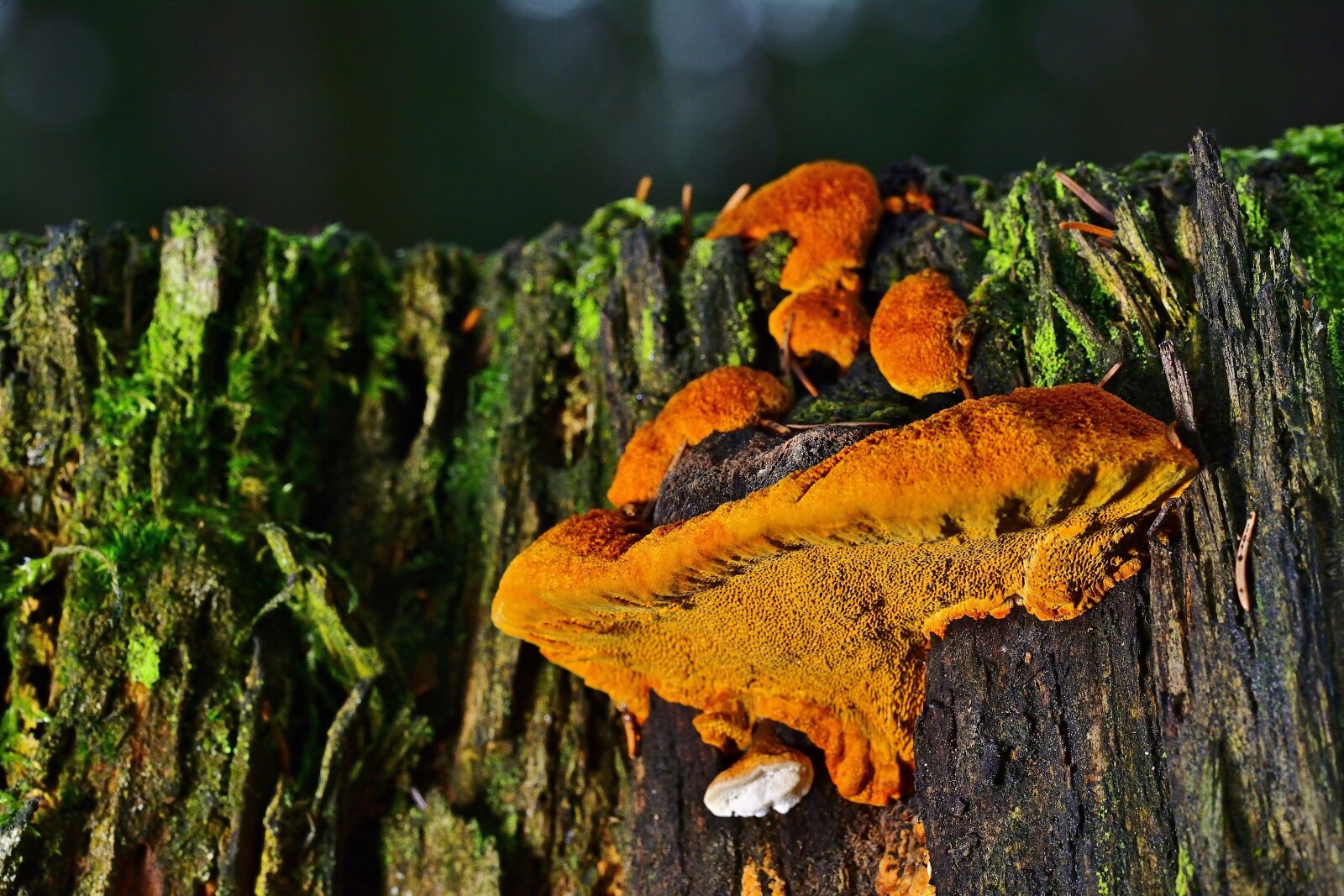 Nikon D5200 sample photo. Forest, nature, tree fungus photography