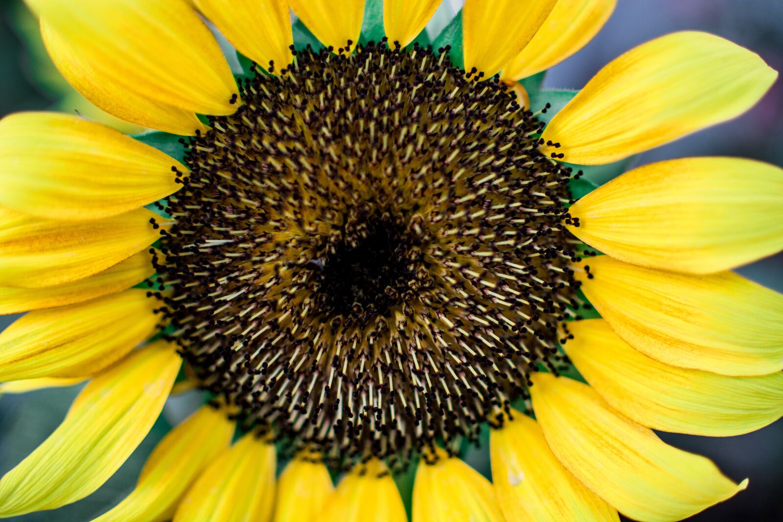 Nikon D7100 sample photo. Flower, flowers, nature photography