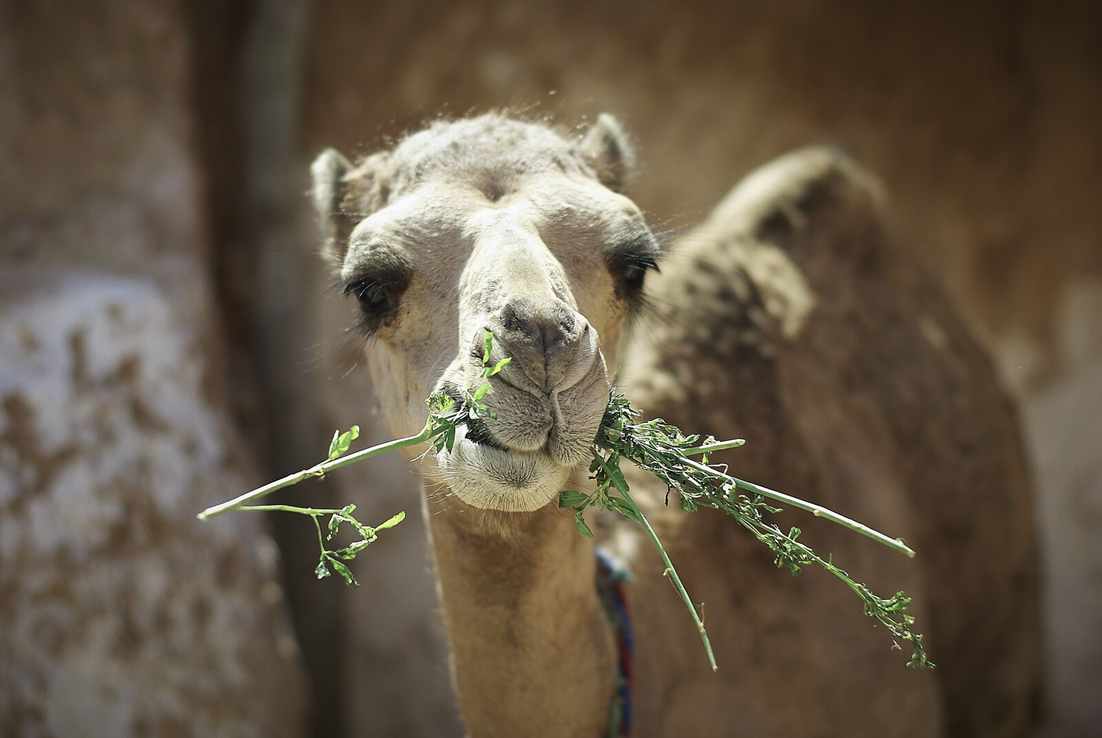 Pentax K200D sample photo. Camel, travel, animals photography