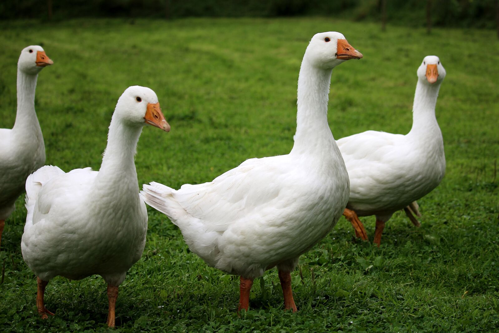 Canon EF-S 55-250mm F4-5.6 IS STM sample photo. Geese, white, poultry photography