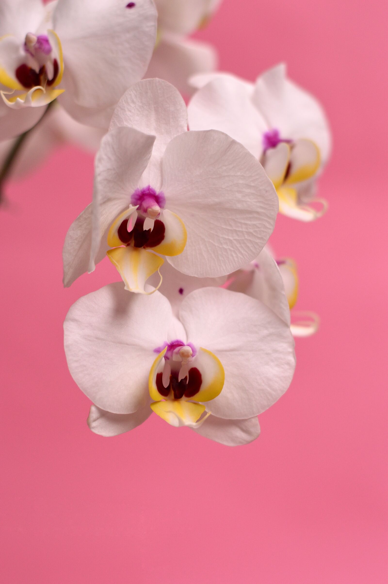 Nikon D3200 sample photo. Orchid, tropical, flower photography