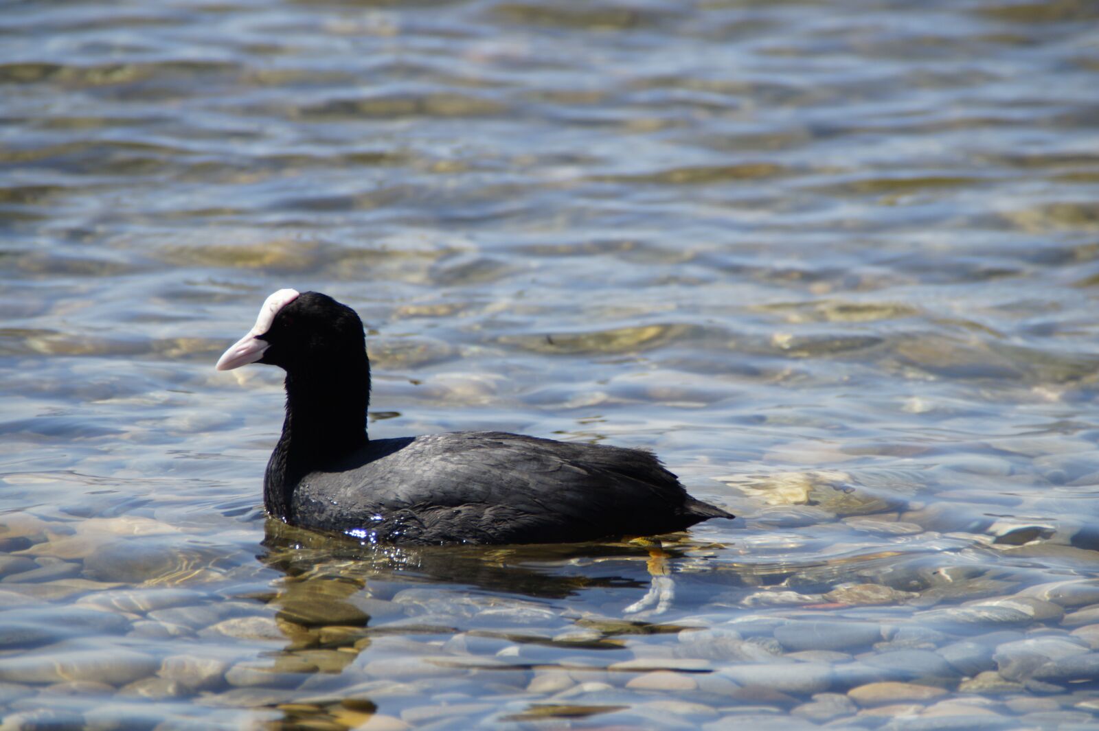 Sony SLT-A58 sample photo. Coot, ralle, water bird photography