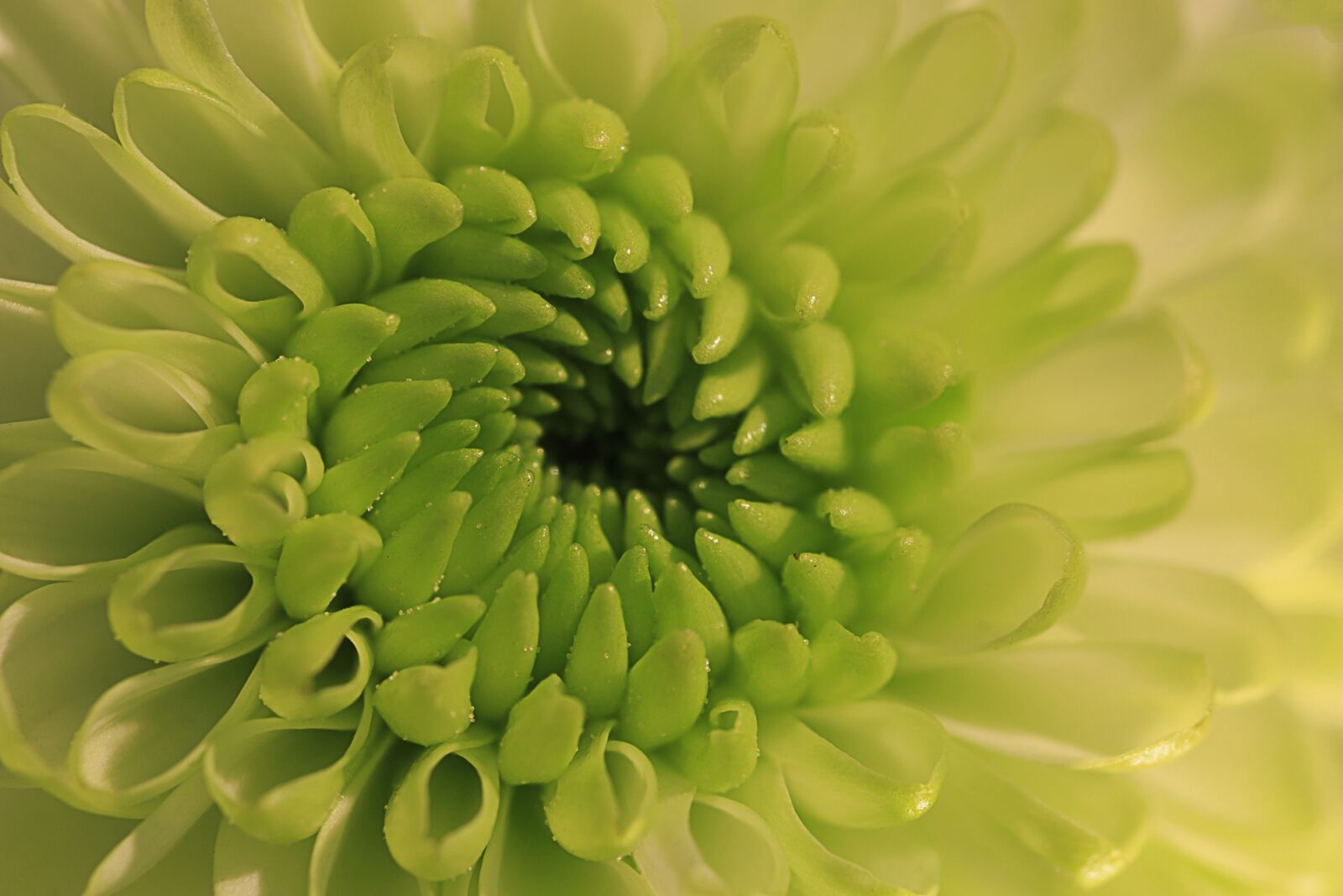 Canon EF 100mm F2.8L Macro IS USM sample photo. Flower, nature, flowering photography