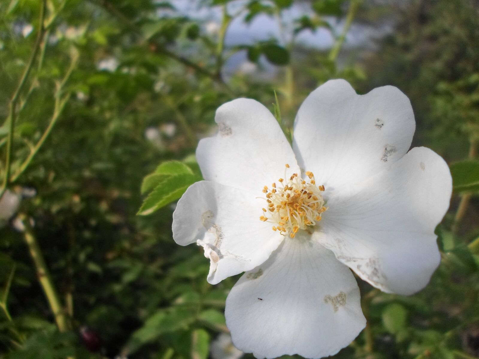 Samsung ES95 sample photo. Flower, spring, plant photography