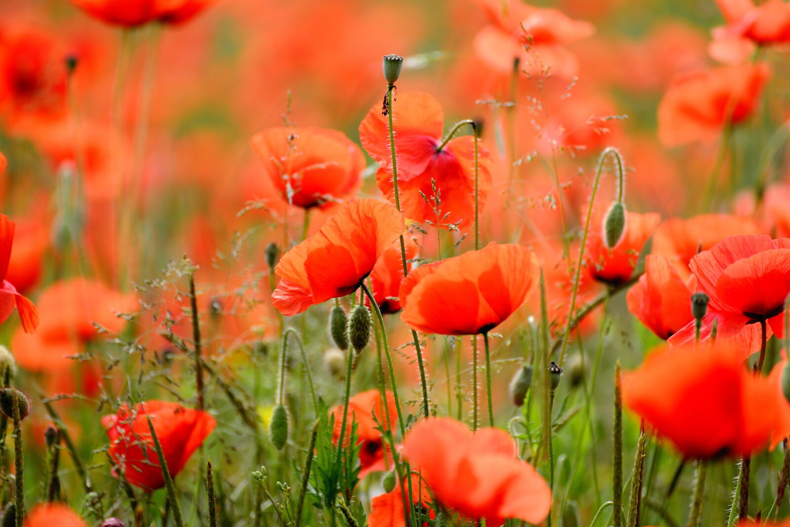 Nikon D610 sample photo. Poppy, klatschmohn, field of photography