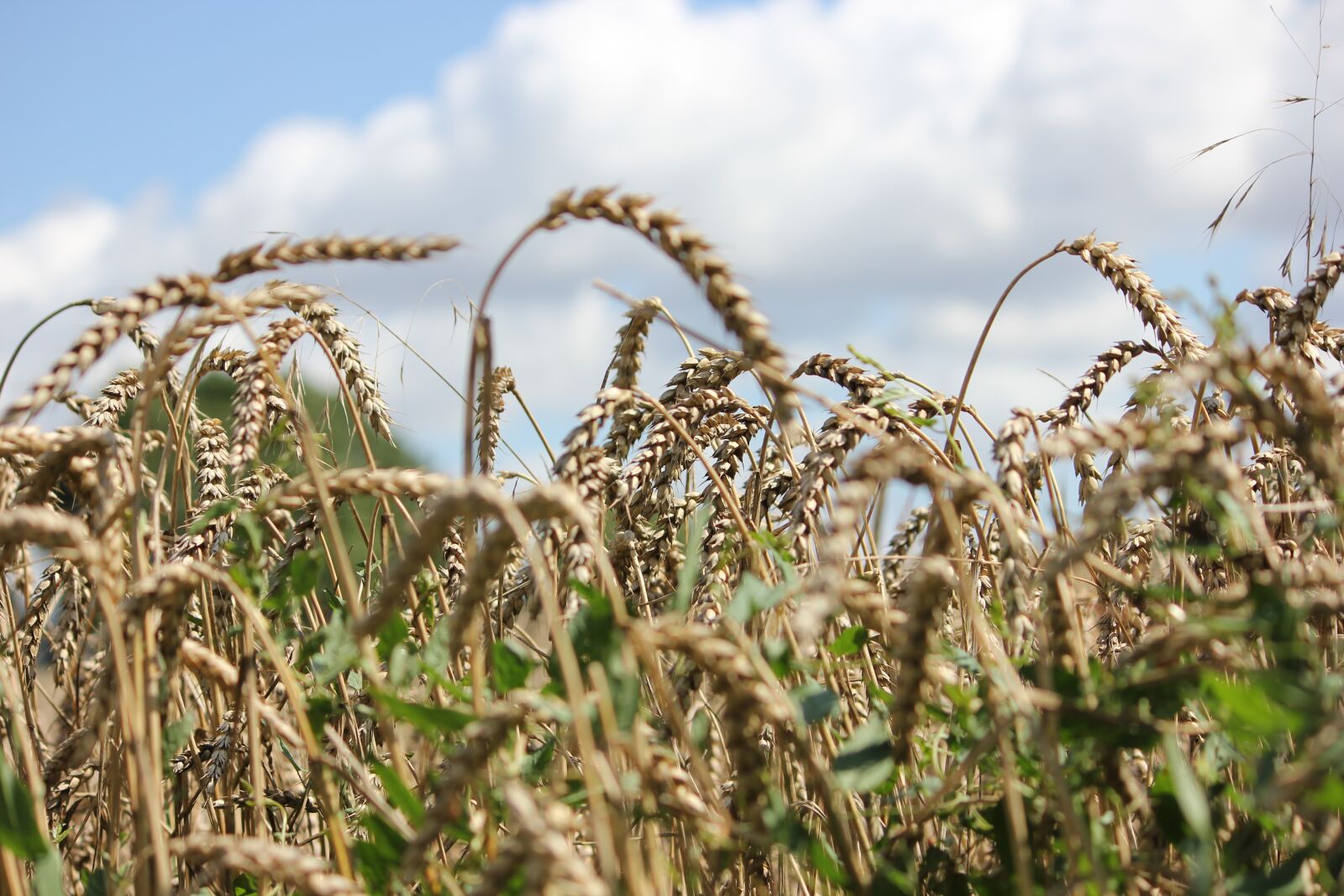 Canon EOS 550D (EOS Rebel T2i / EOS Kiss X4) sample photo. Spike, field, cornfield photography