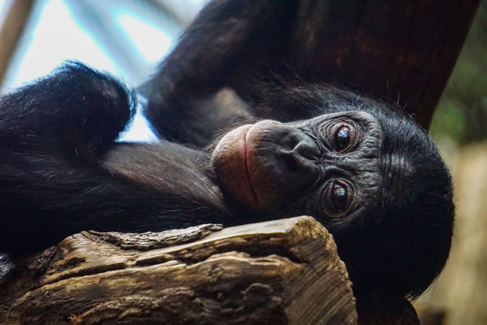 Sony a6000 sample photo. Chimpanzee, monkey, animal photography