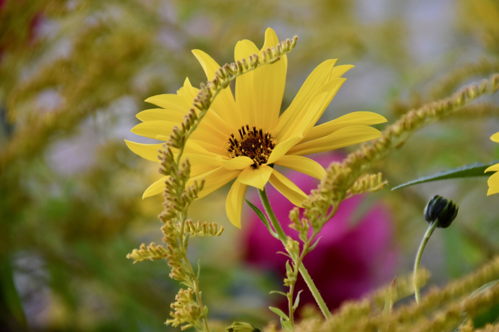 Nikon D5600 sample photo. Flower, flower yellow petals photography