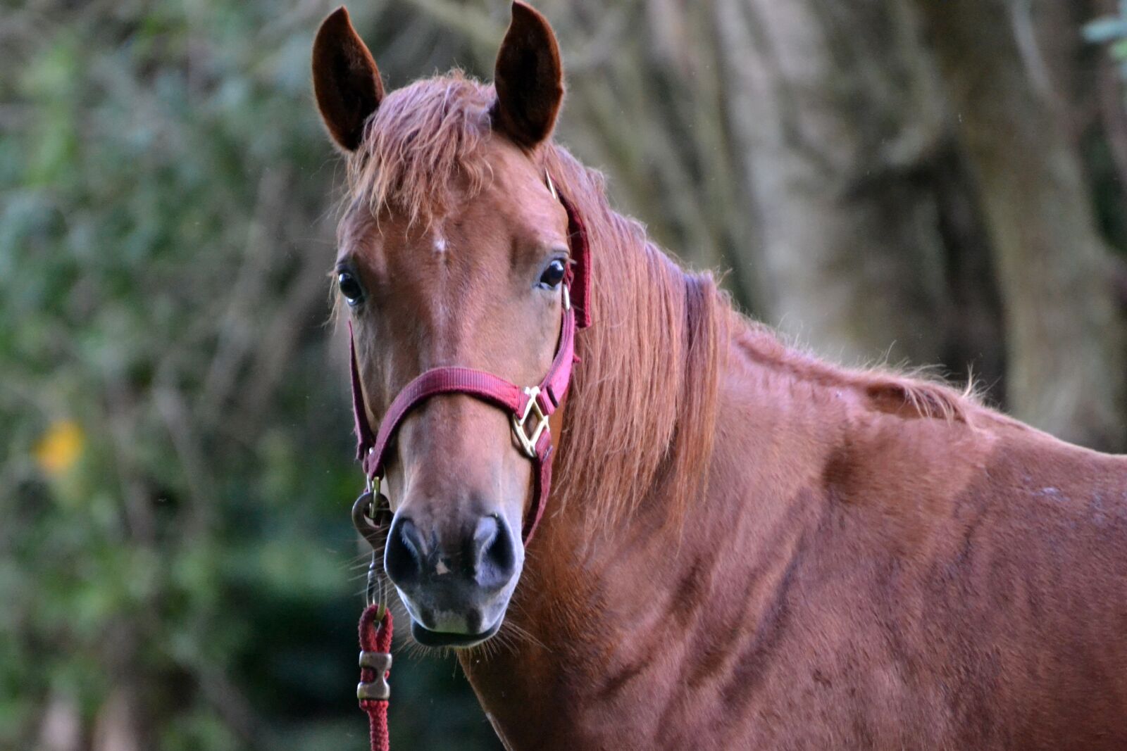 Nikon D3100 sample photo. Horse, brown, animal photography