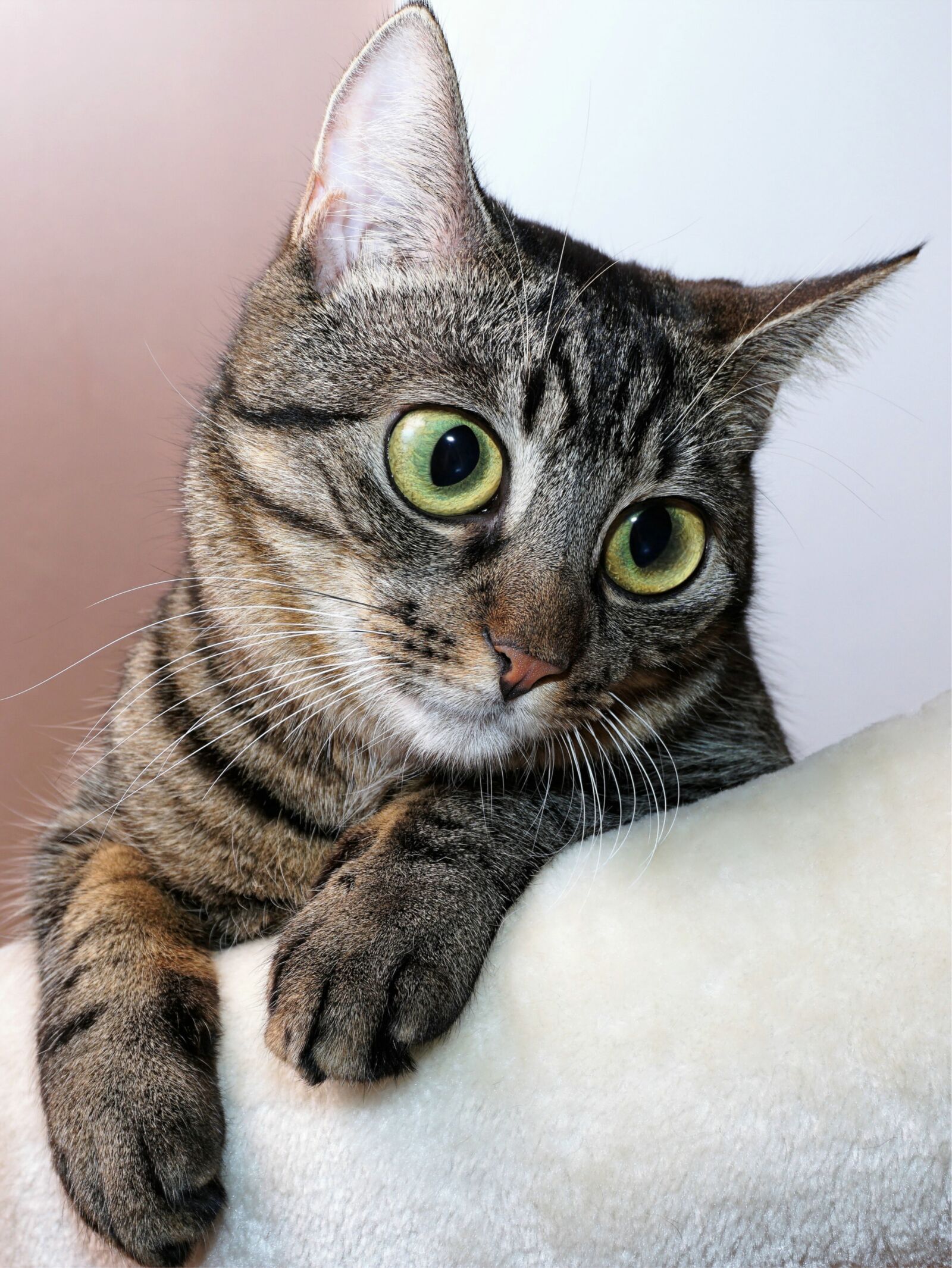 Sony E 16-50mm F3.5-5.6 PZ OSS sample photo. Cat, eyes, large photography