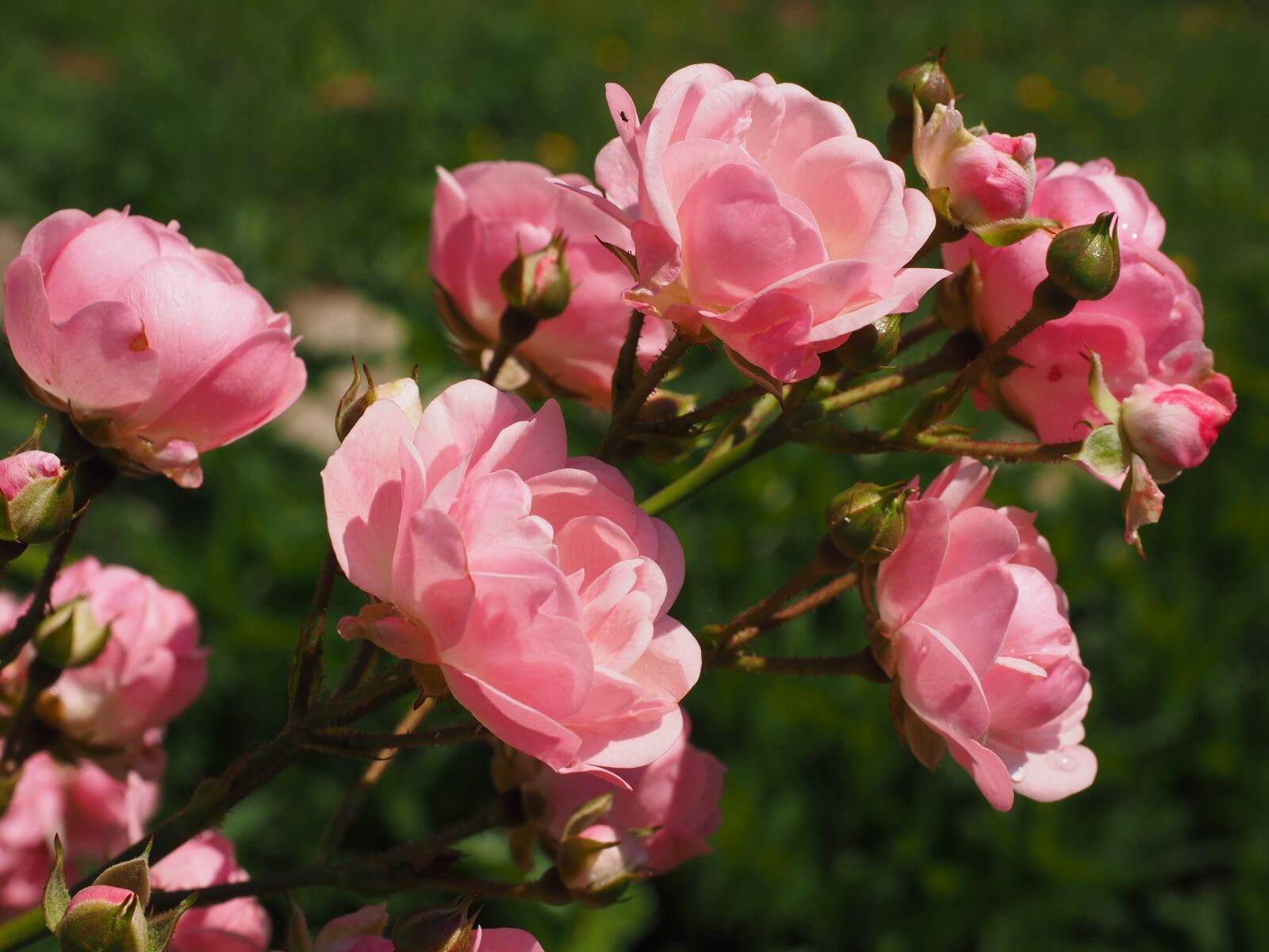 Olympus OM-D E-M1 + Olympus M.Zuiko Digital ED 12-40mm F2.8 Pro sample photo. Roses, rosebush, pink photography