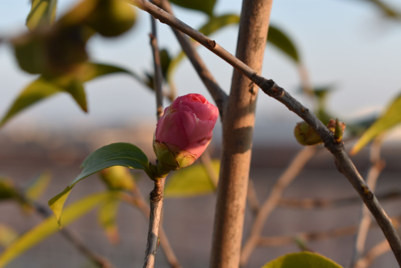 Nikon D3400 sample photo. Bud, flower, bloom photography