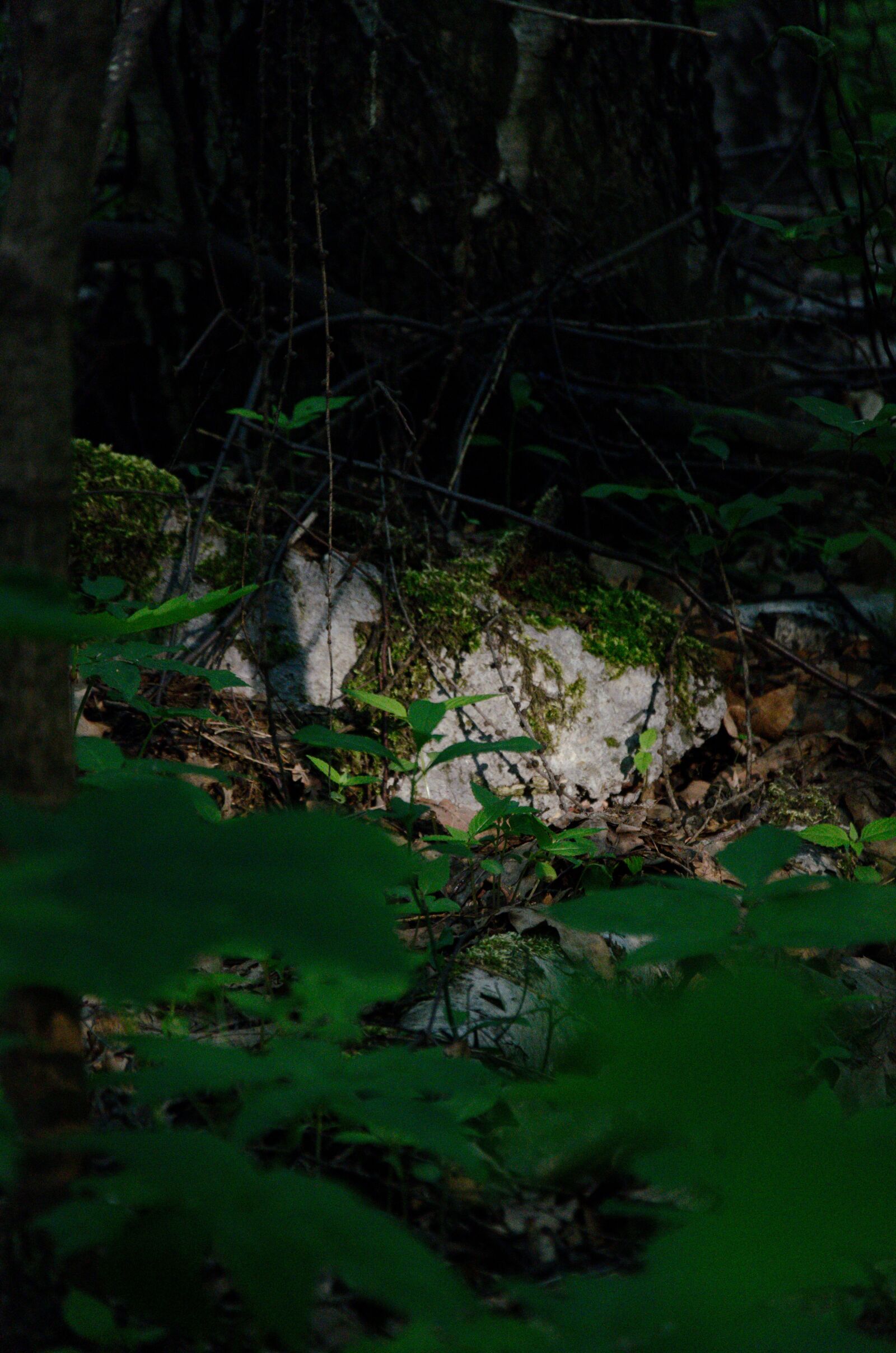Nikon D5100 sample photo. Polish forest, sunshine, nature photography