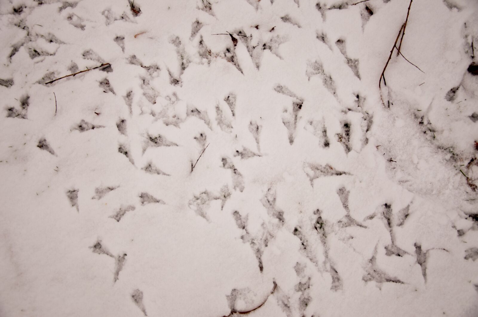 Nikon D90 sample photo. Duck tracks, duck, snow photography