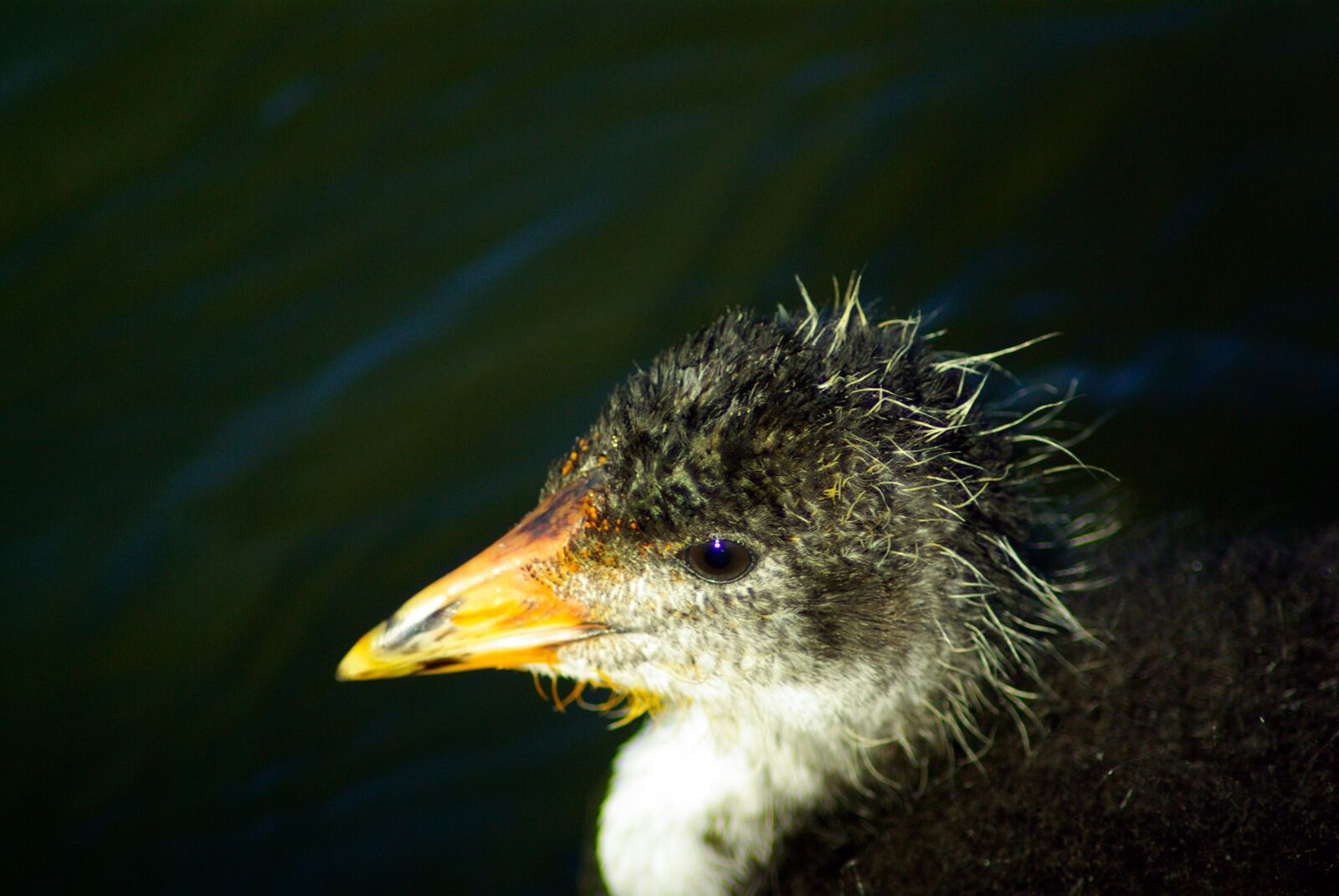 Pentax K10D sample photo. Coot, chicks, young animal photography