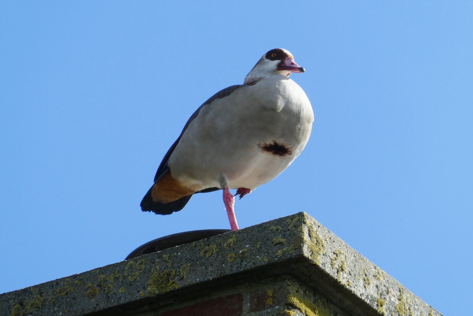 Panasonic Lumix DC-ZS70 (Lumix DC-TZ90) sample photo. Nile goose, feathers, chimney photography