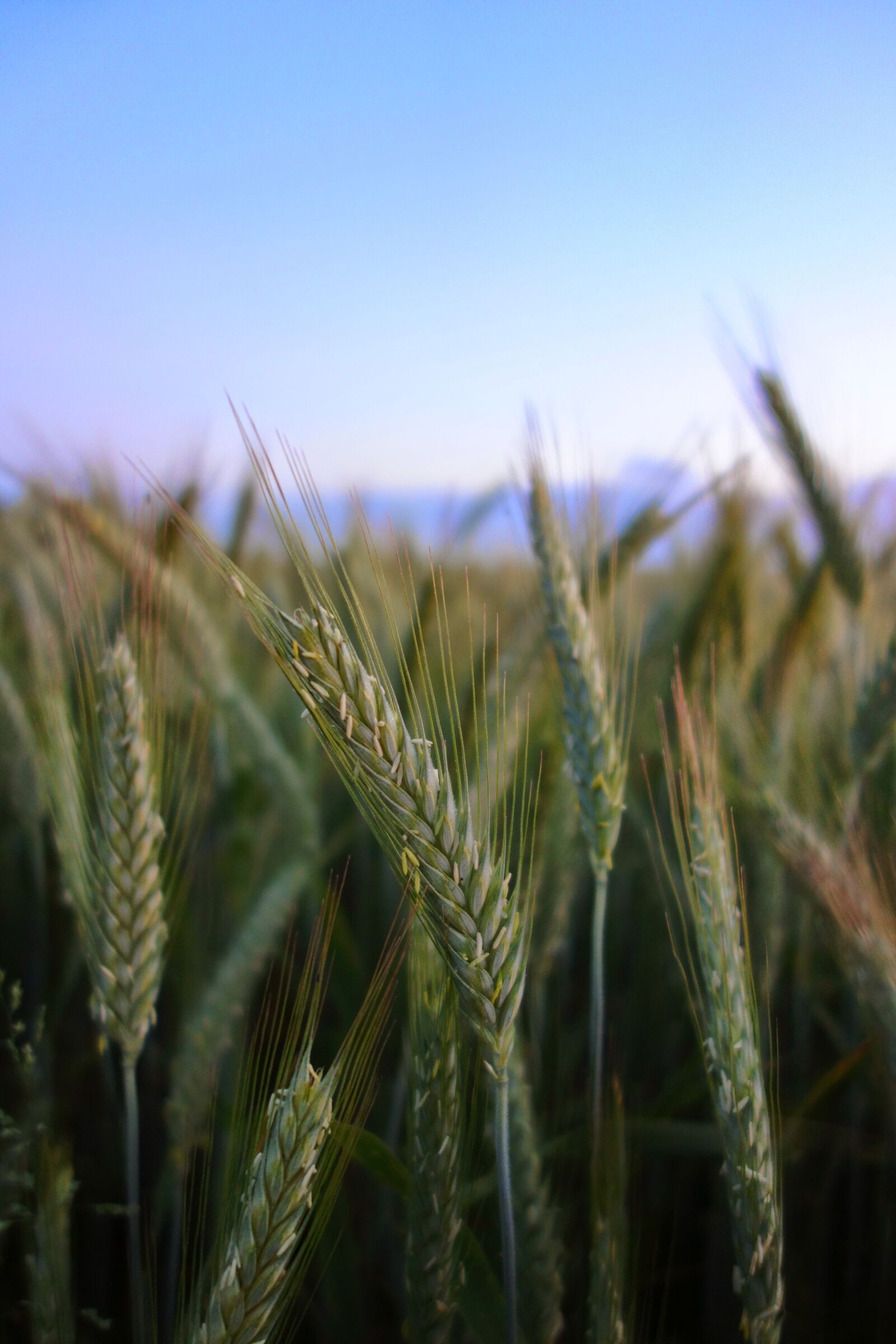 Sony Cyber-shot DSC-RX100 sample photo. Grain, field, harvest photography