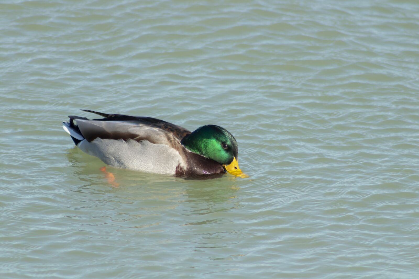 Canon EF75-300mm f/4-5.6 sample photo. Duck, wild ducks, teal photography