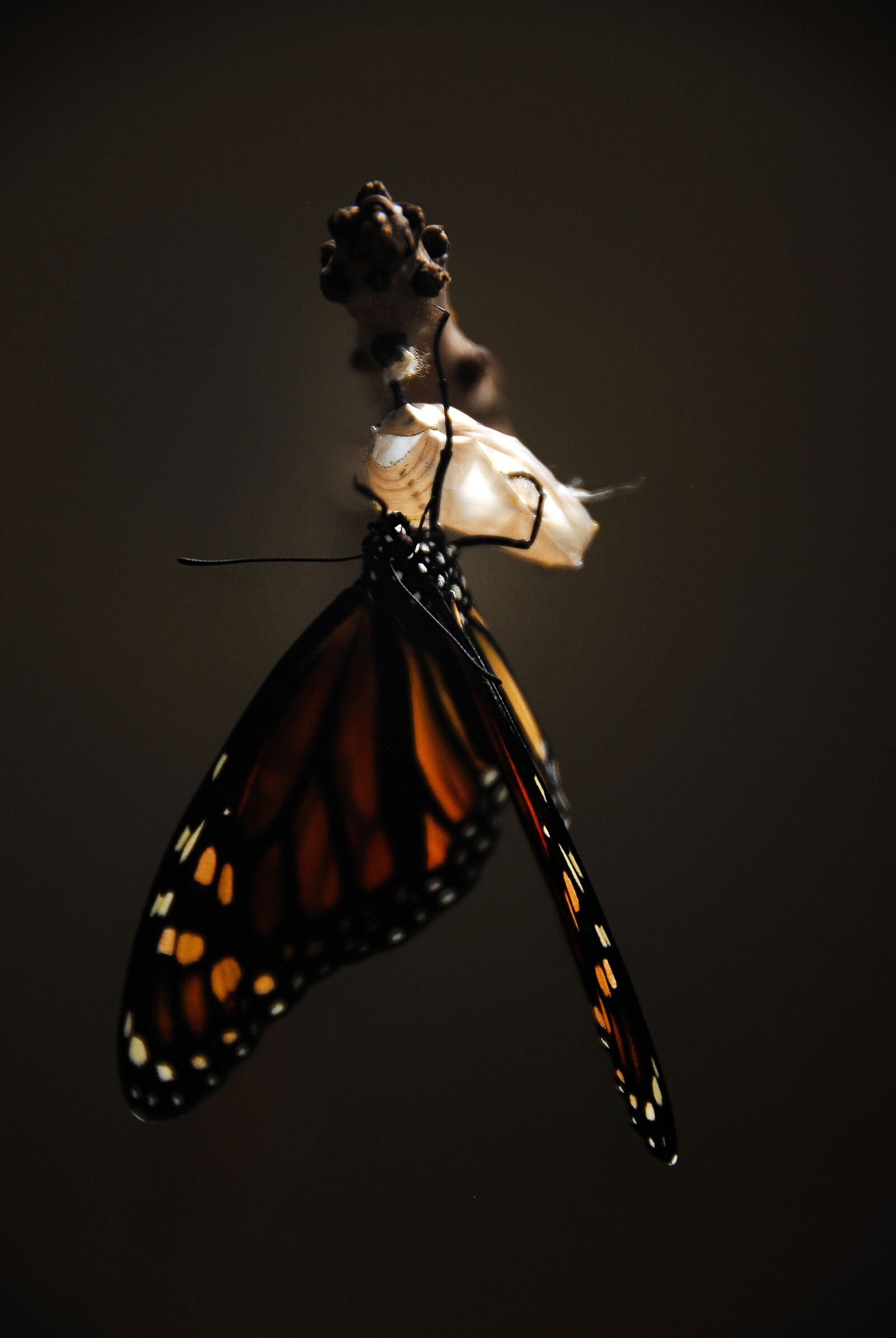 Nikon D200 sample photo. Butterfly, monarch, monarch butterfly photography