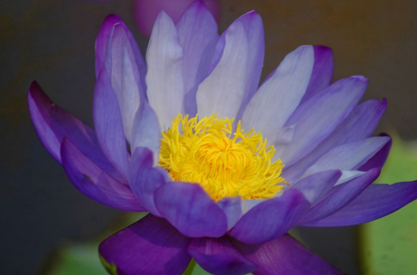 Nikon D70 sample photo. Flower, nature, plant photography