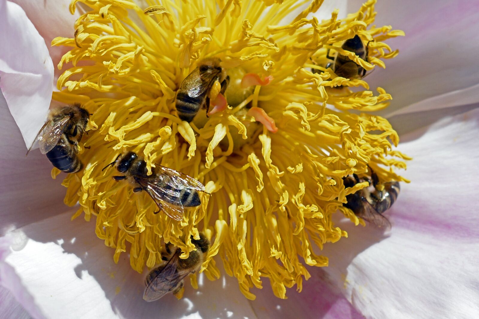 Nikon D7100 sample photo. Bees, pollen, blossom photography