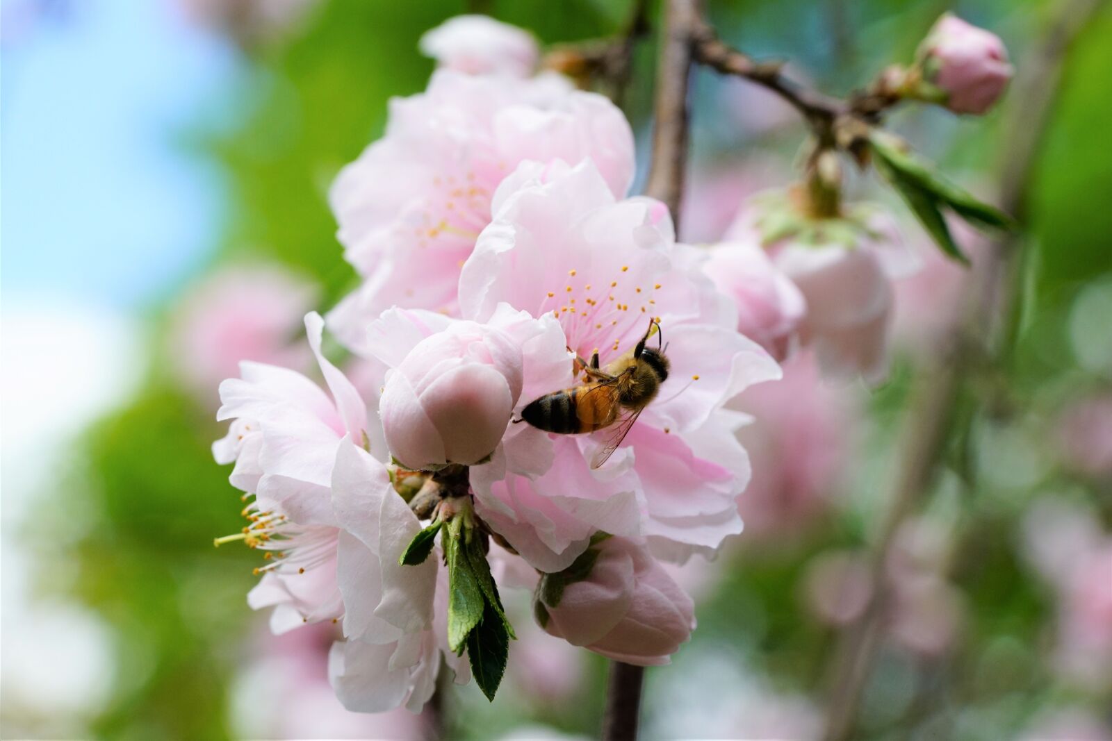 Sony a7R II + Sony FE 90mm F2.8 Macro G OSS sample photo. Flower, spring, cherry blossoms photography